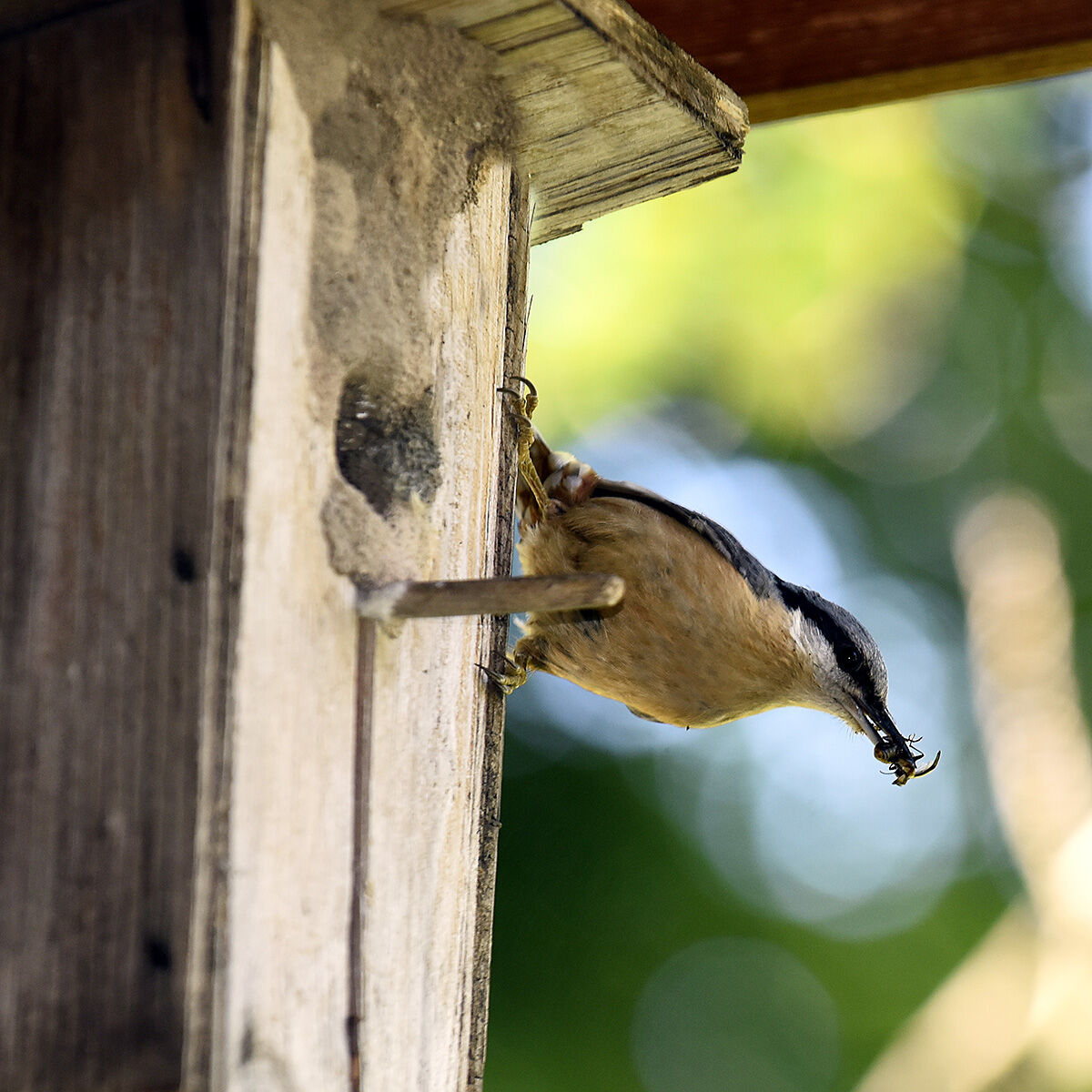 Wood nuthatch