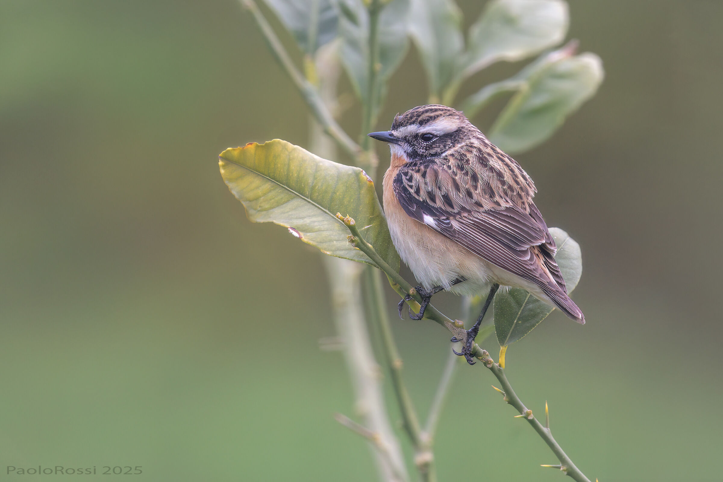 Whinchat...