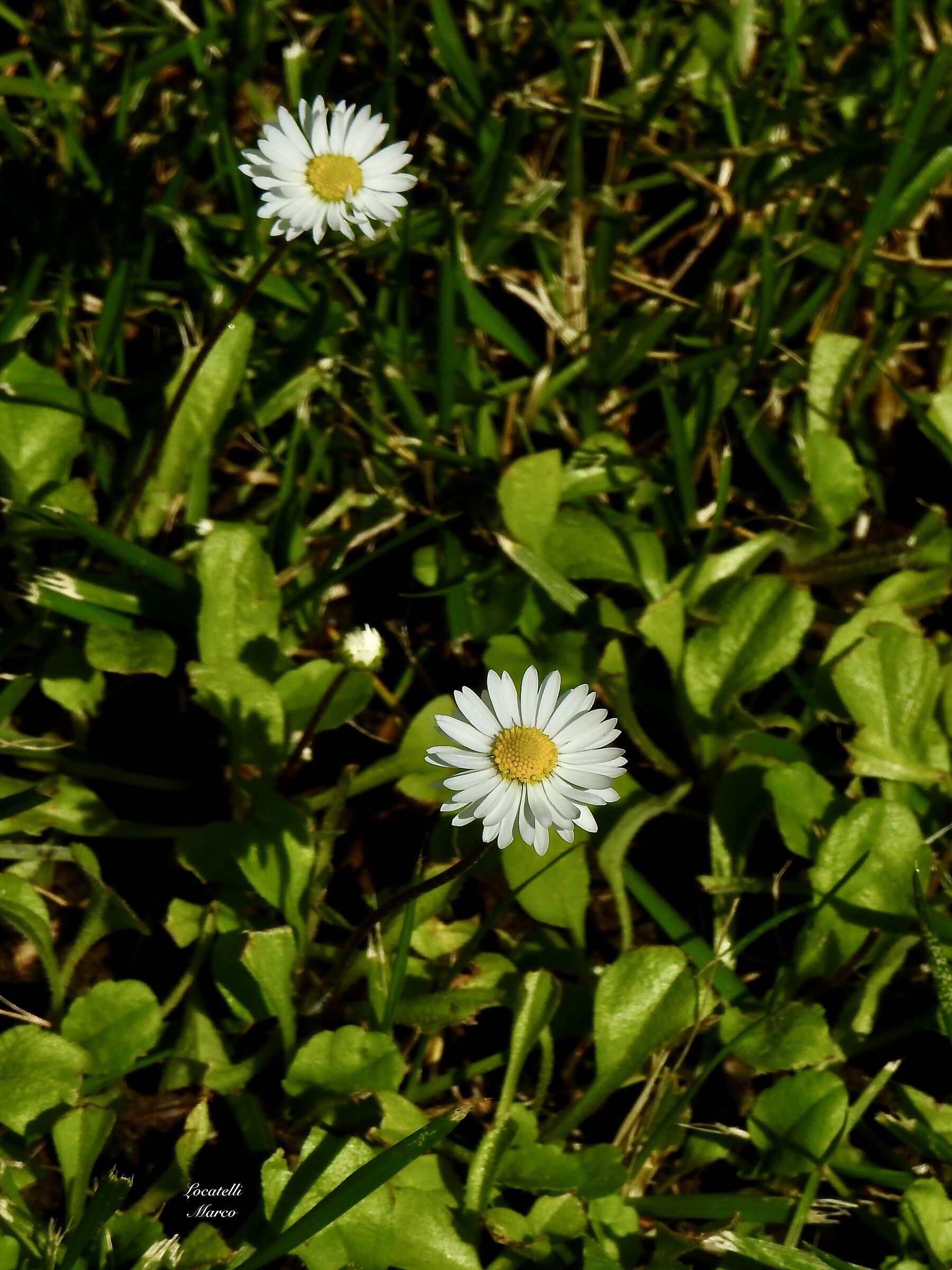 Meadows