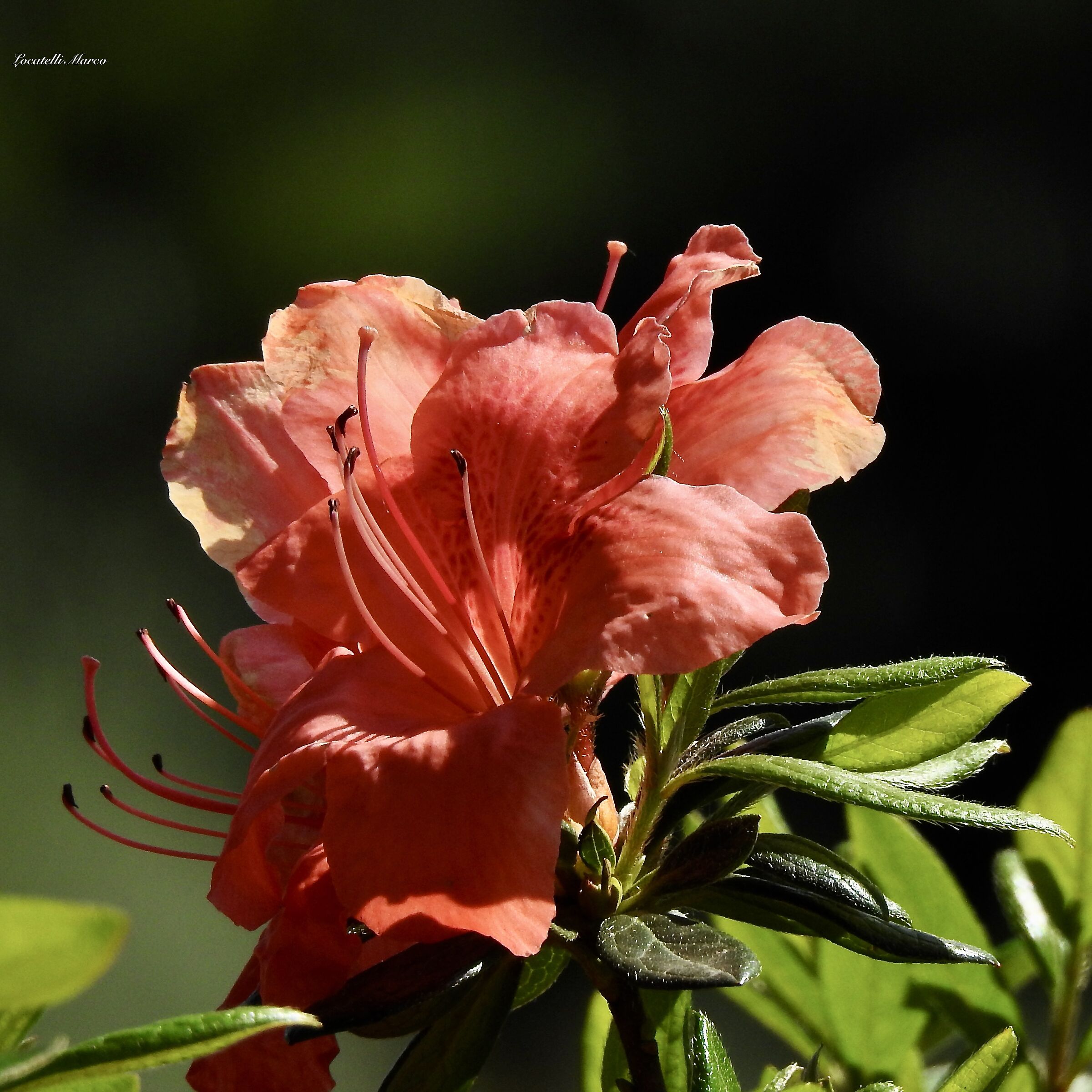 Rhododendron