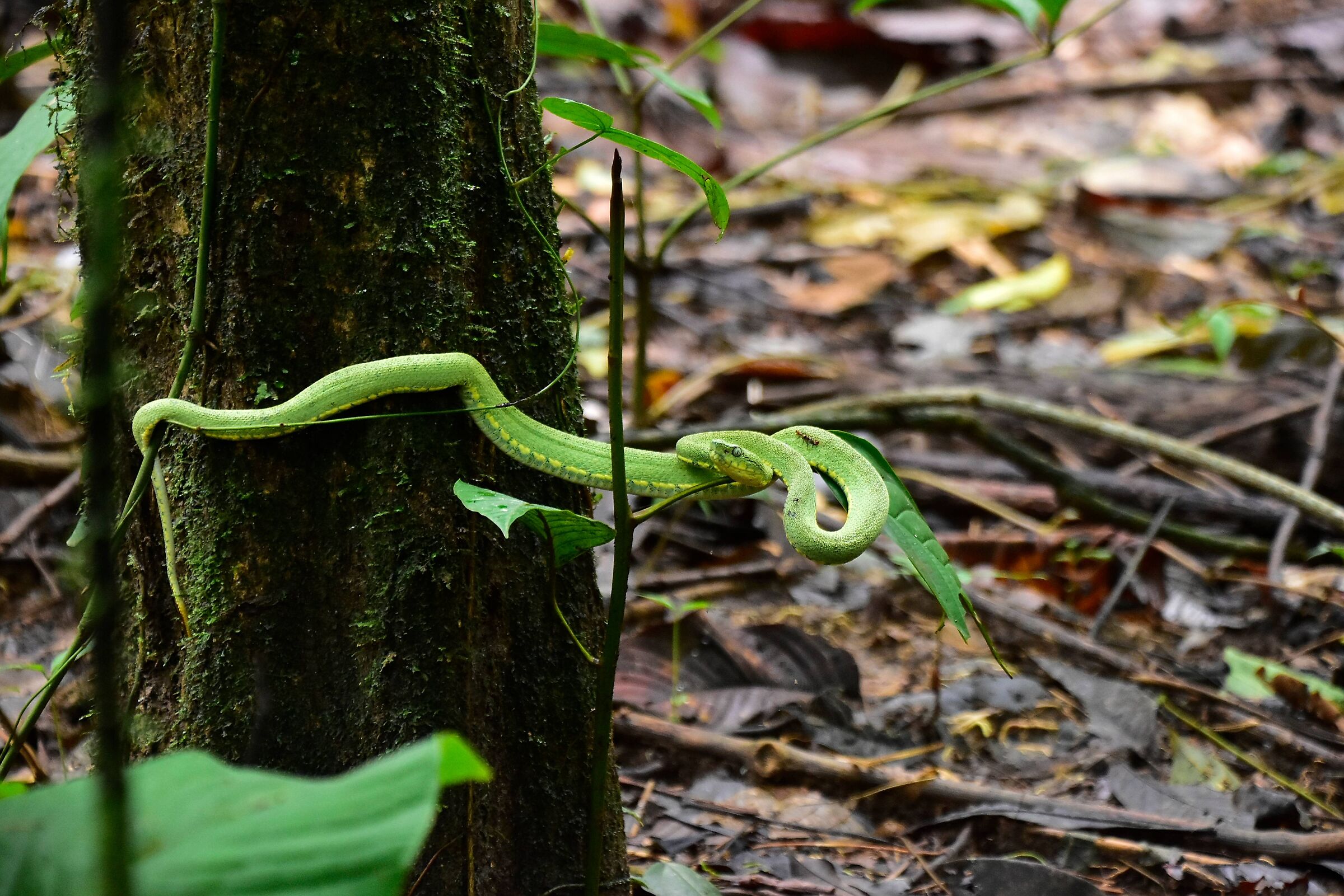 Vipera bothrops bilineatus
