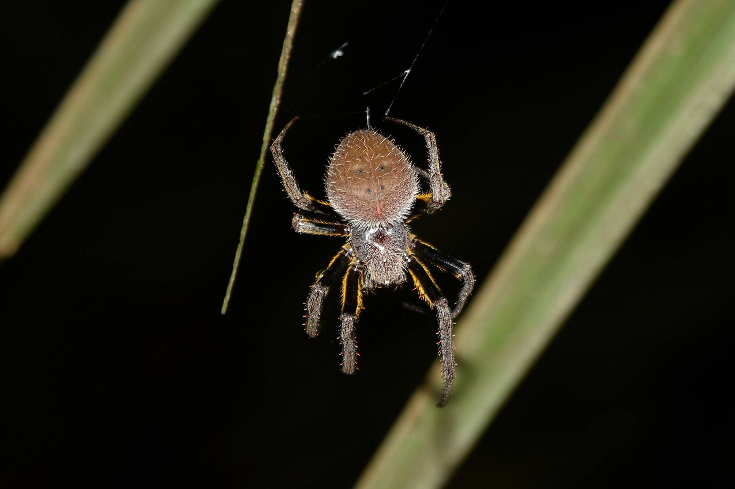 Eriophora fuliginea spider