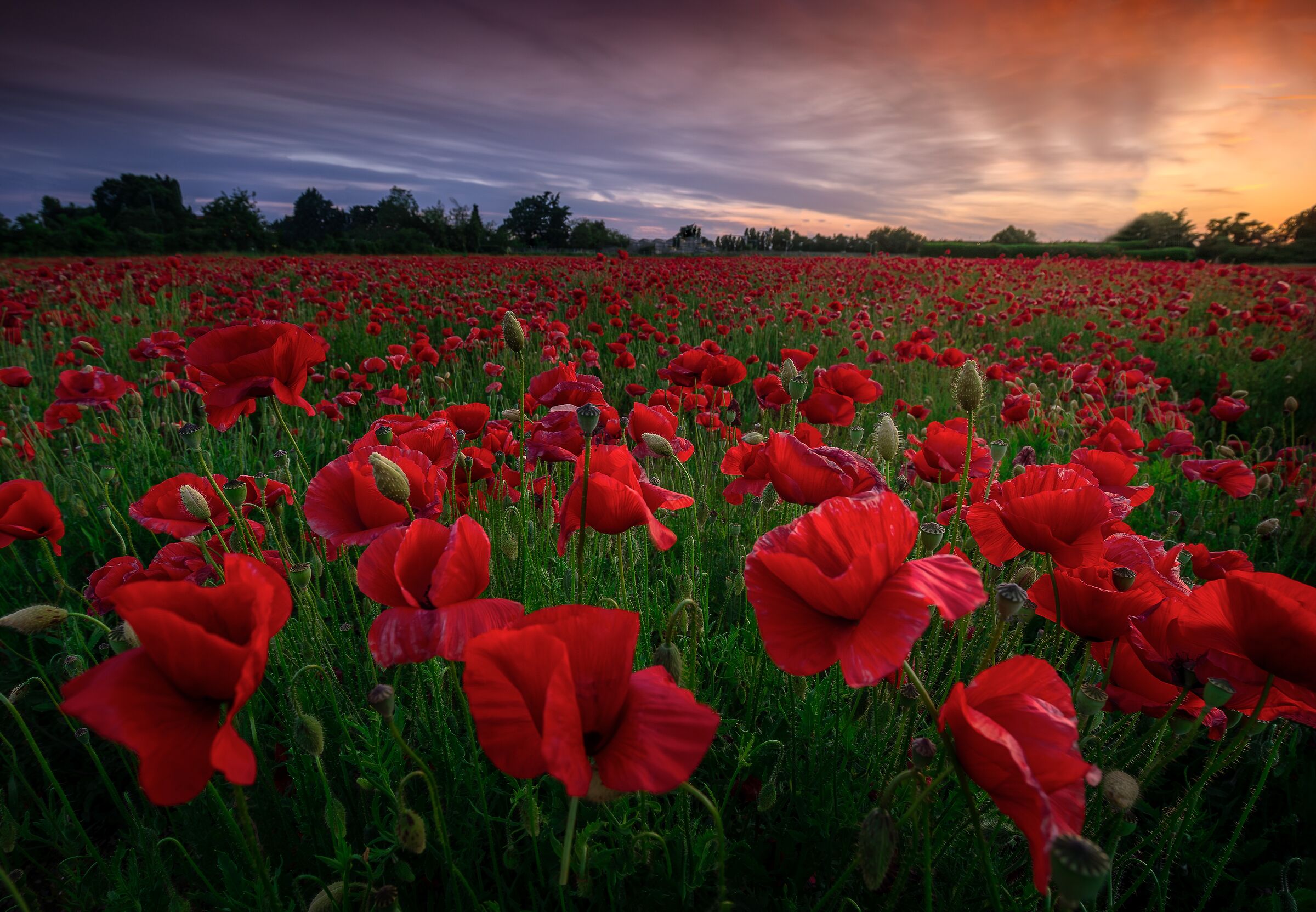 Poppies