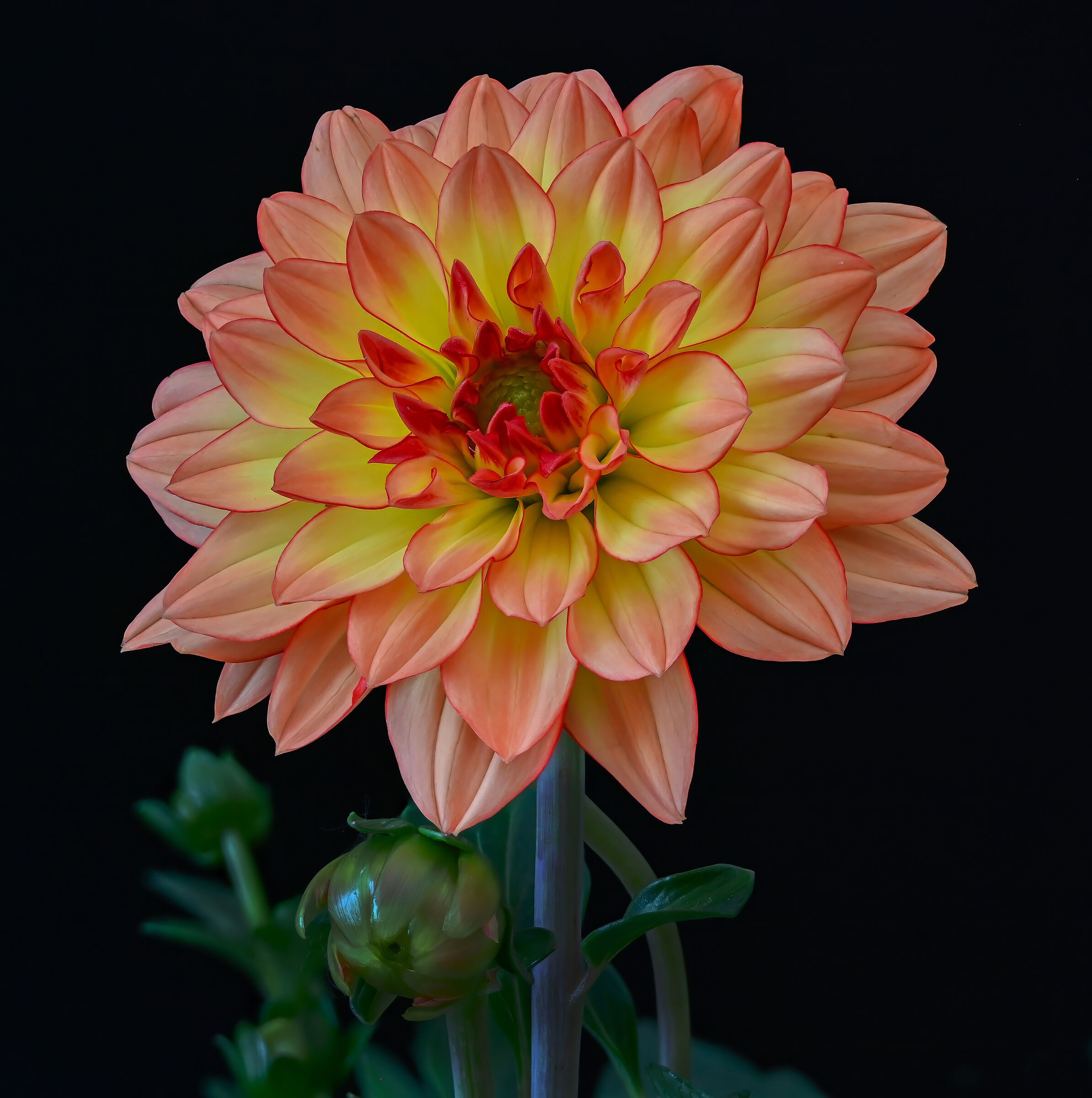 Dahlia