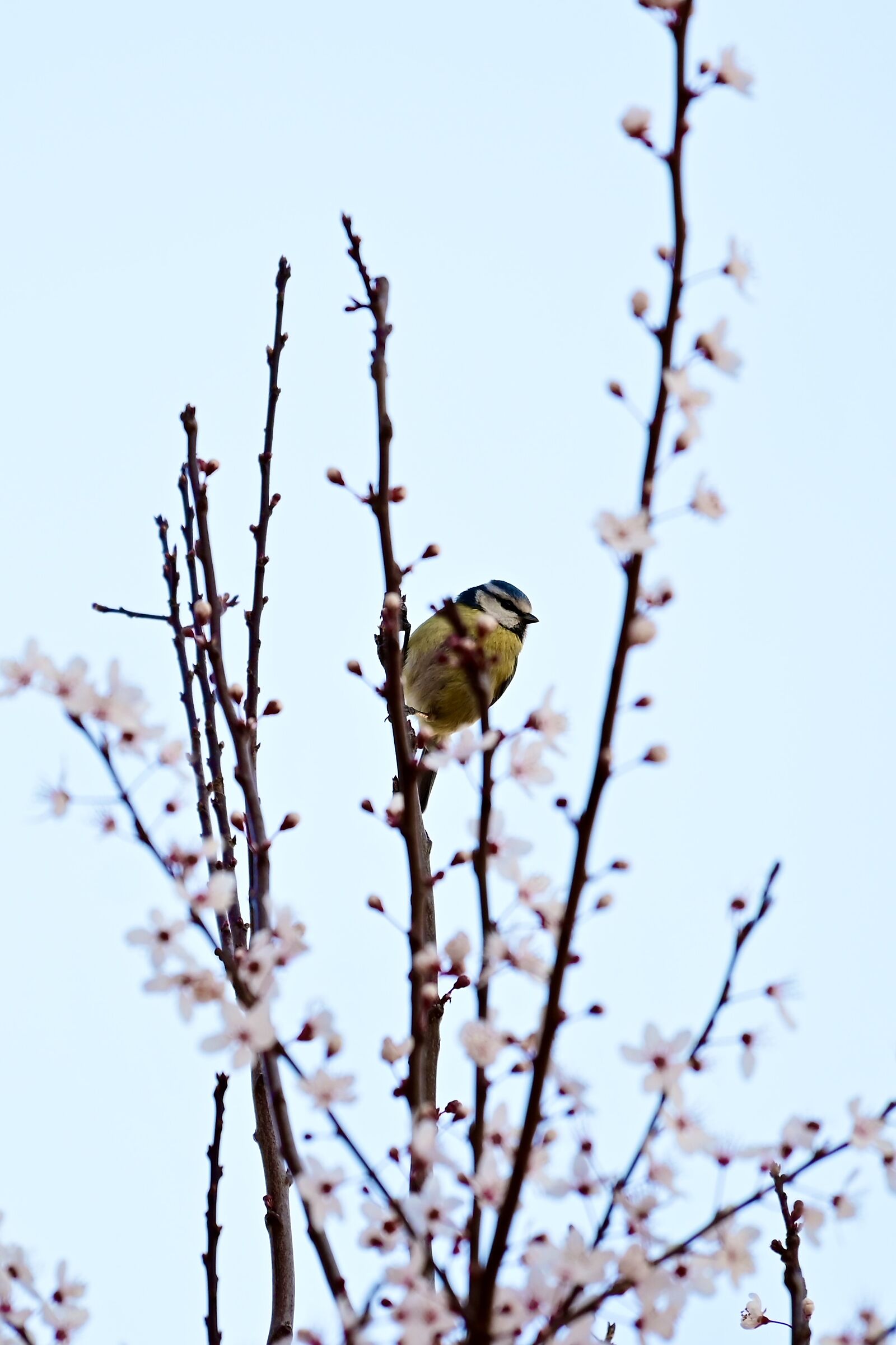 Primavera in anticipo