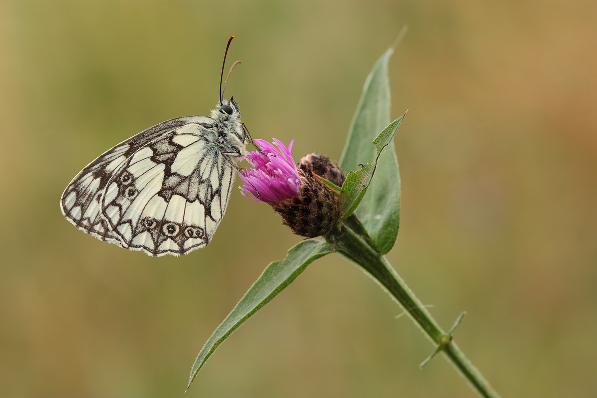 Propeller del Fiore ..