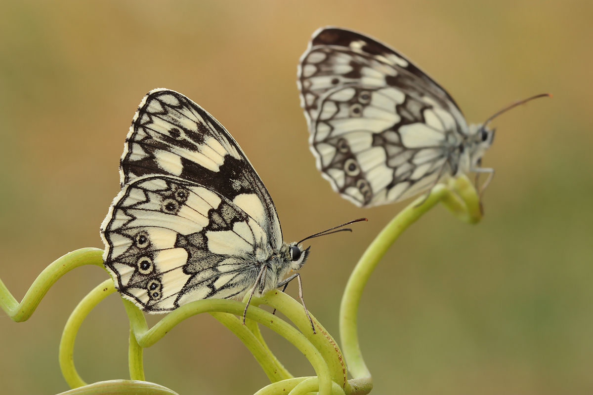 Galatea in the Mirror ..