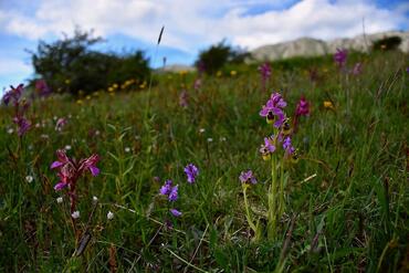 Ophrys tenthredinifera