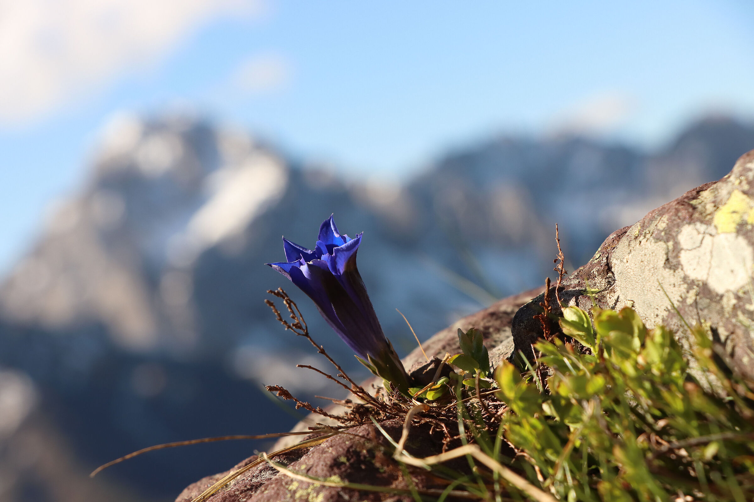 gentians "from up there"