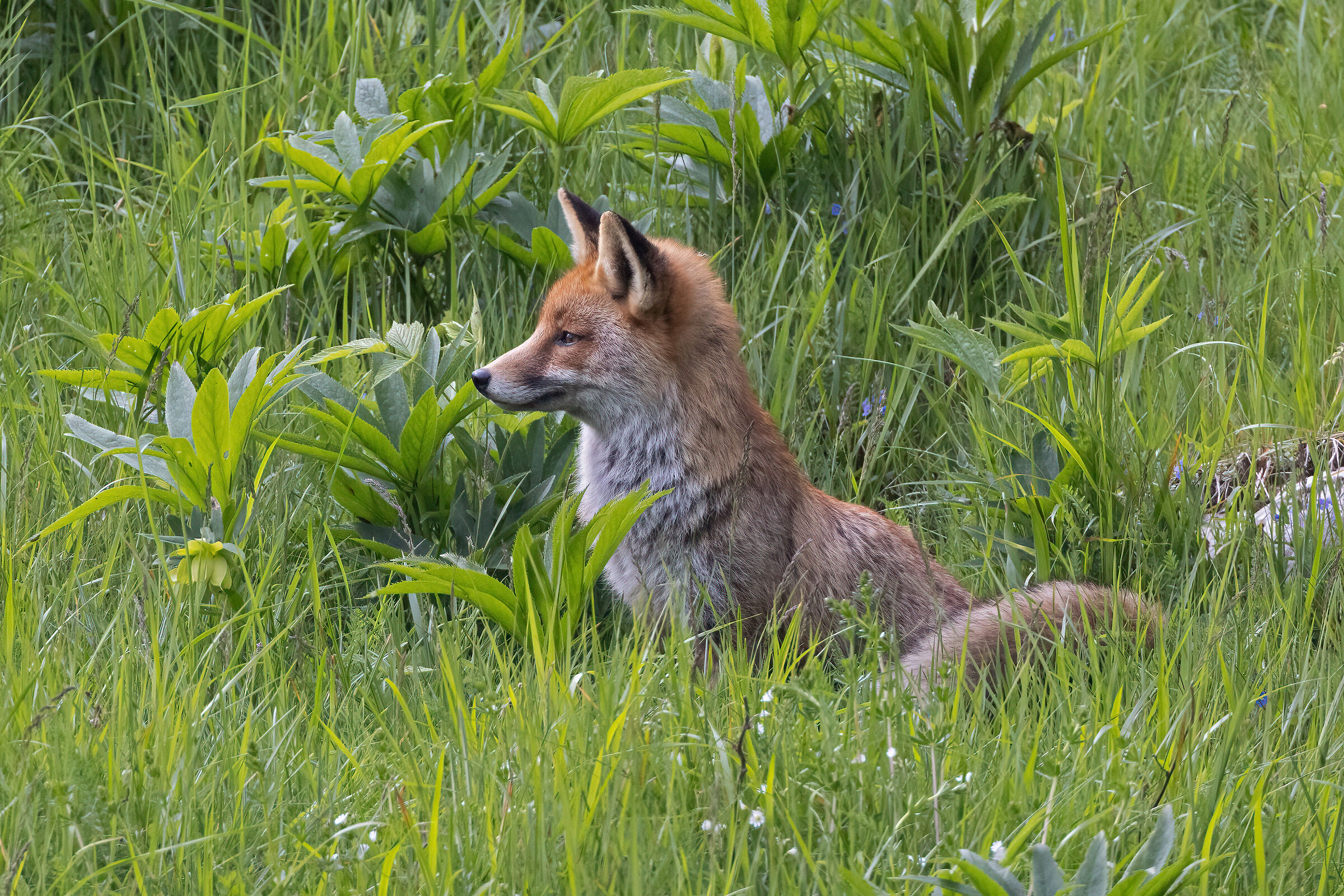 Fox