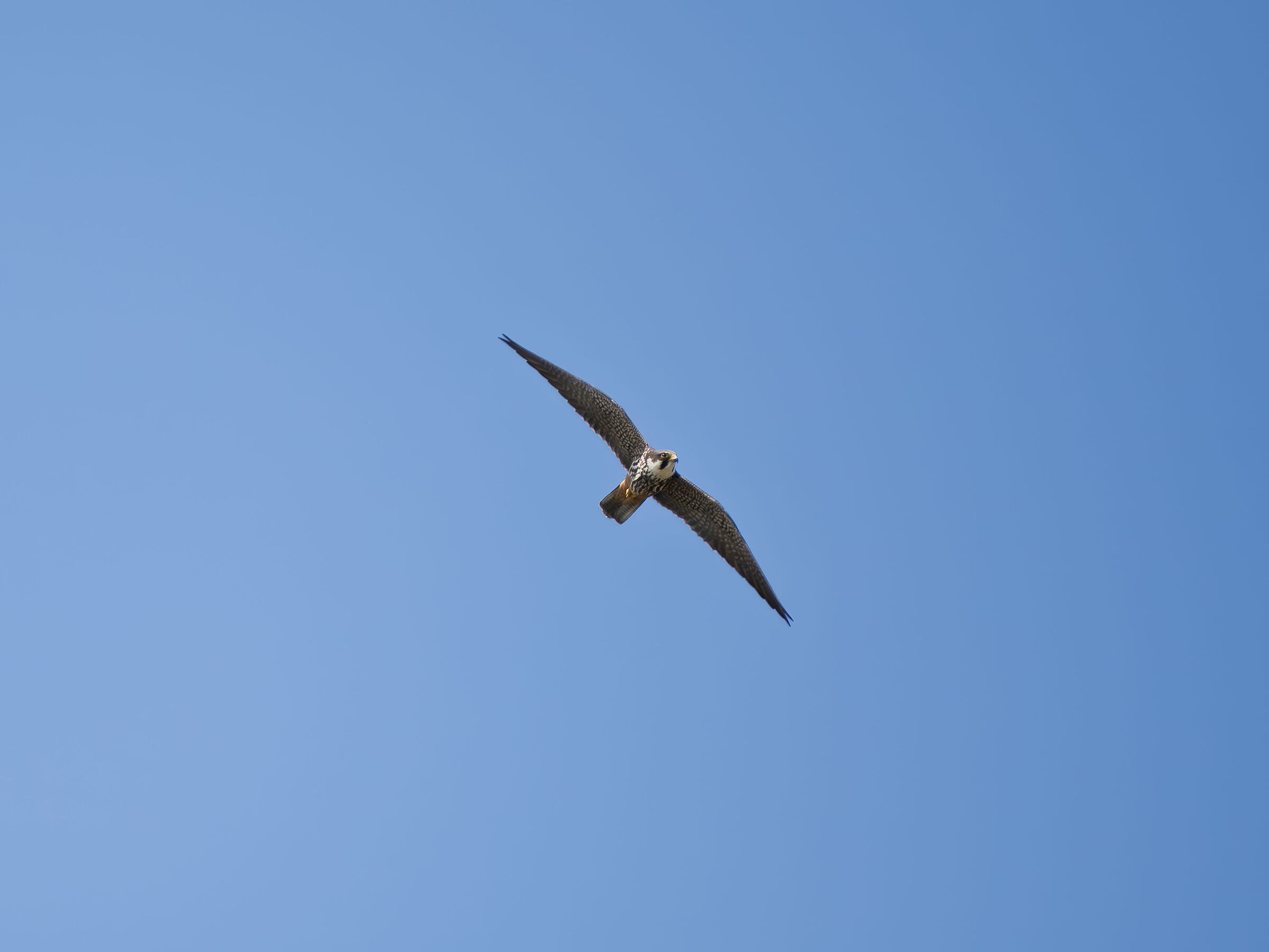 Cuckoo Falcon