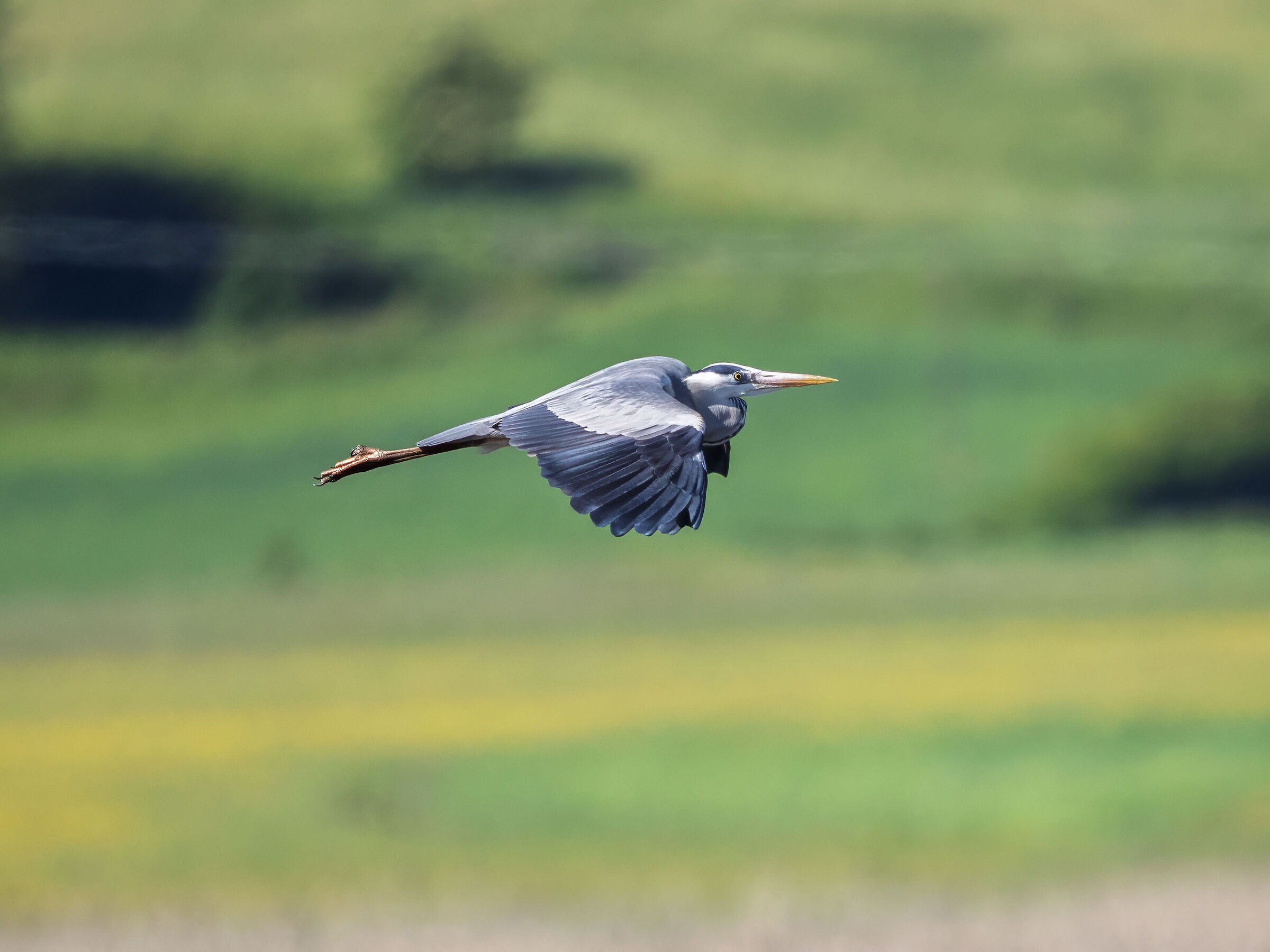 Grey heron