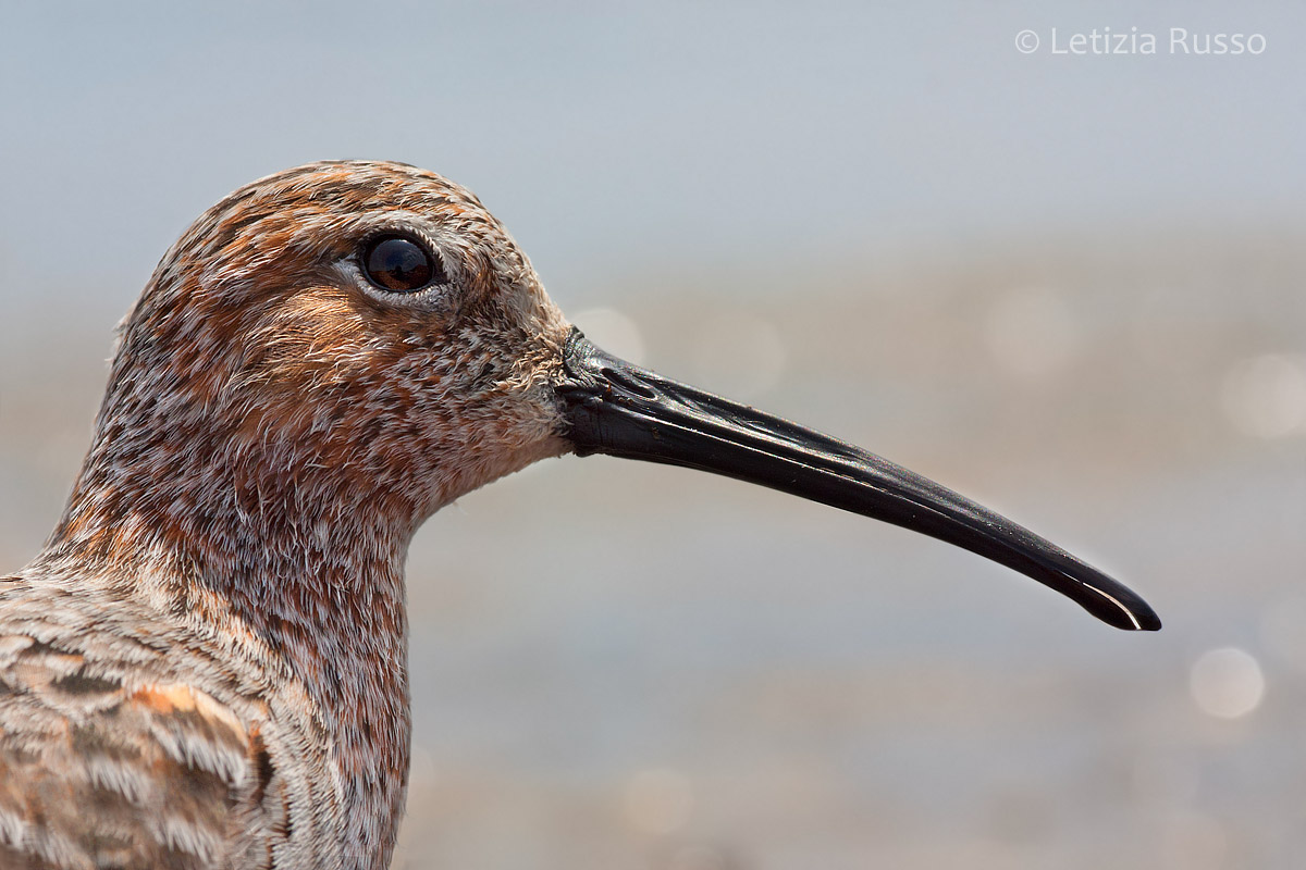 avifauna con lente macro 2