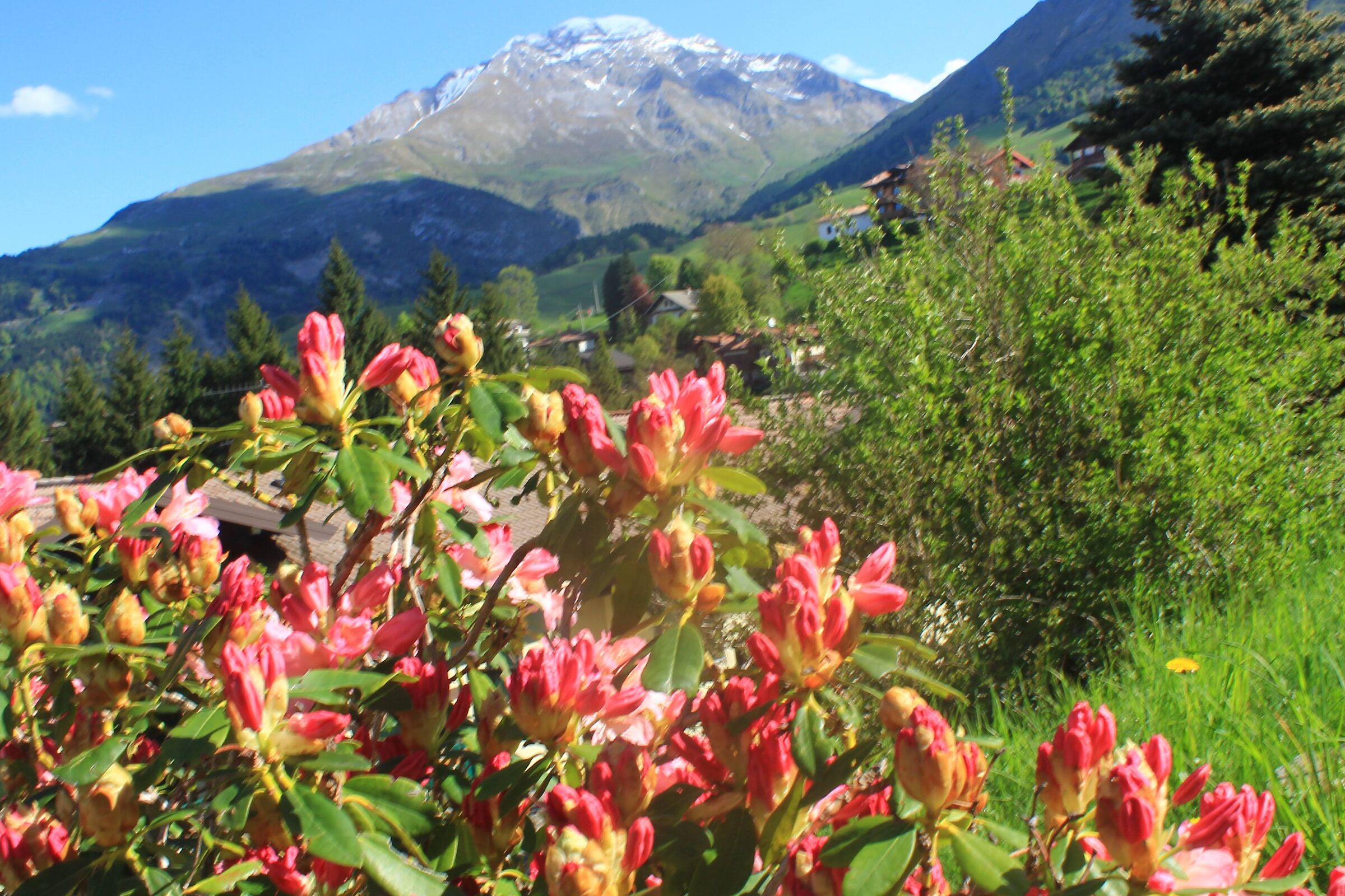 Rhododendrons in bloom (Arera background with snow
