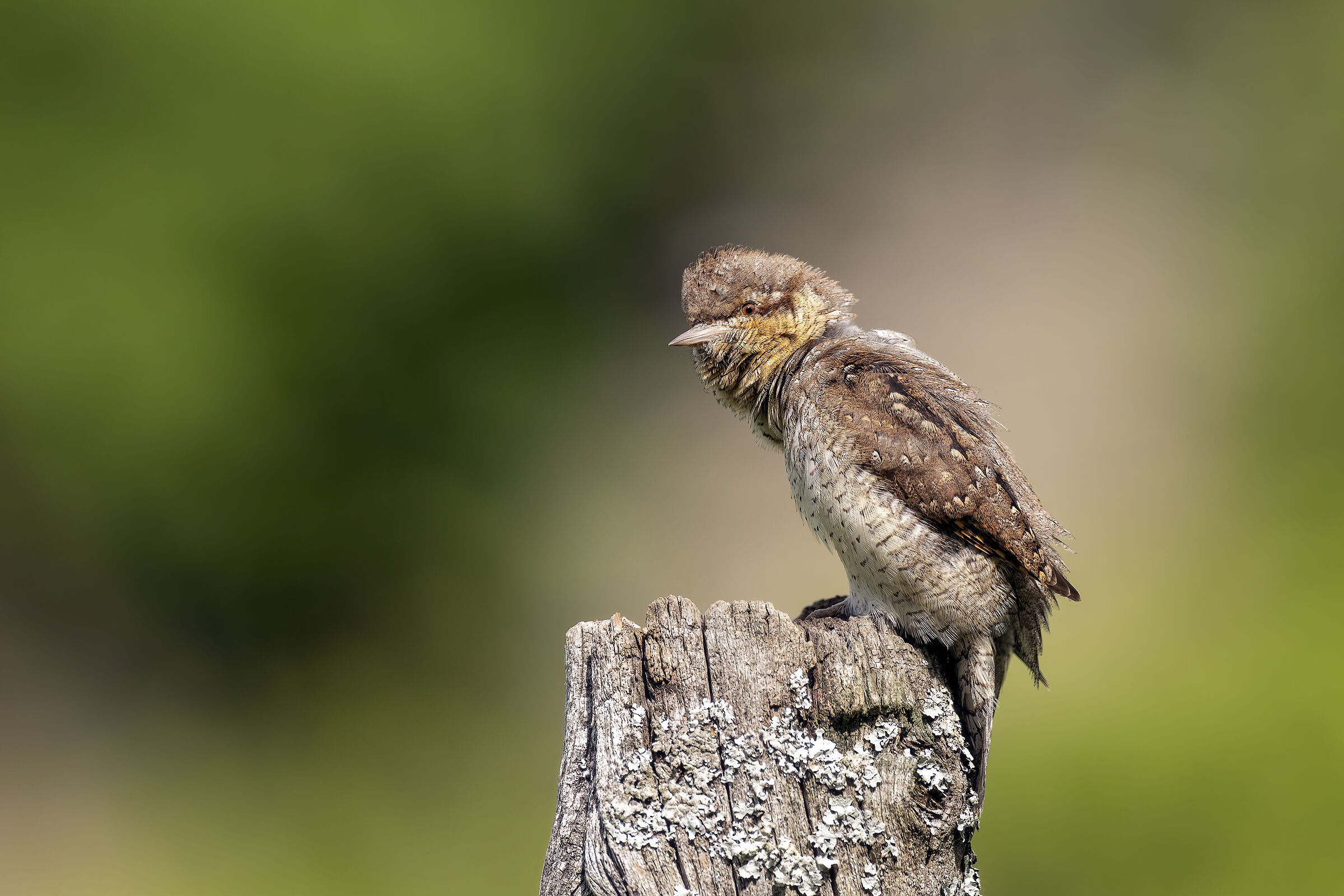 Montalto Premilcuore