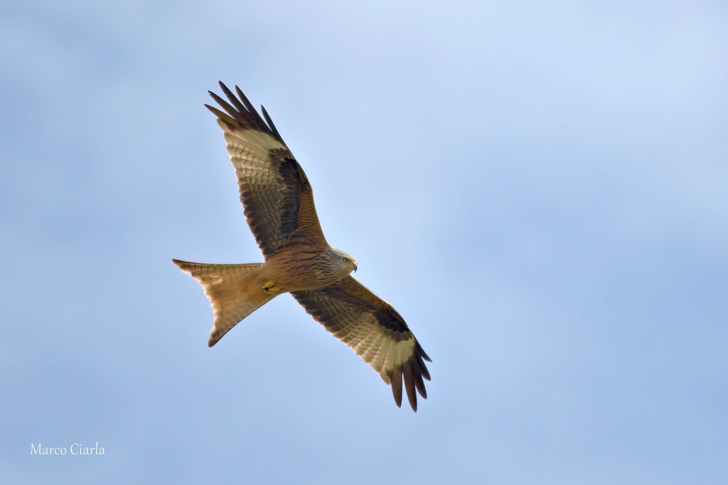 Red Kite (Milvus milvus)