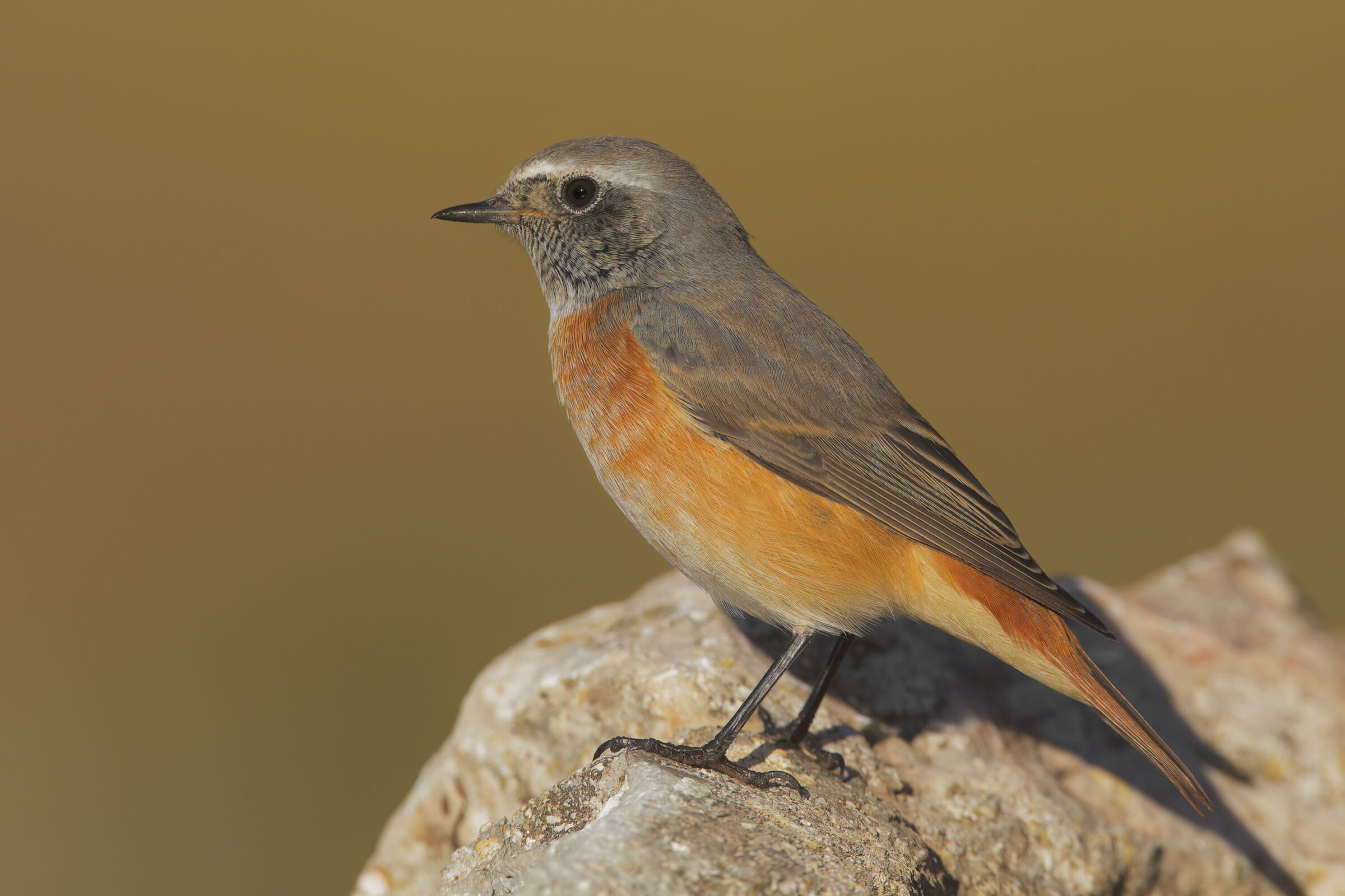 Common Redstart