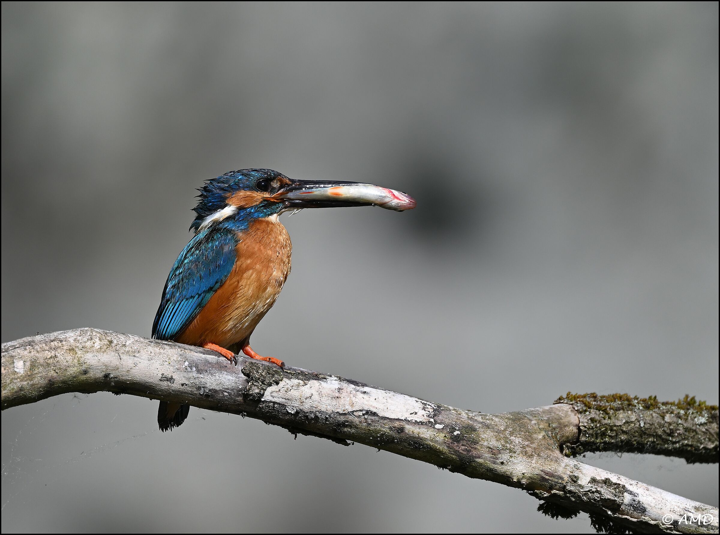 Kingfisher