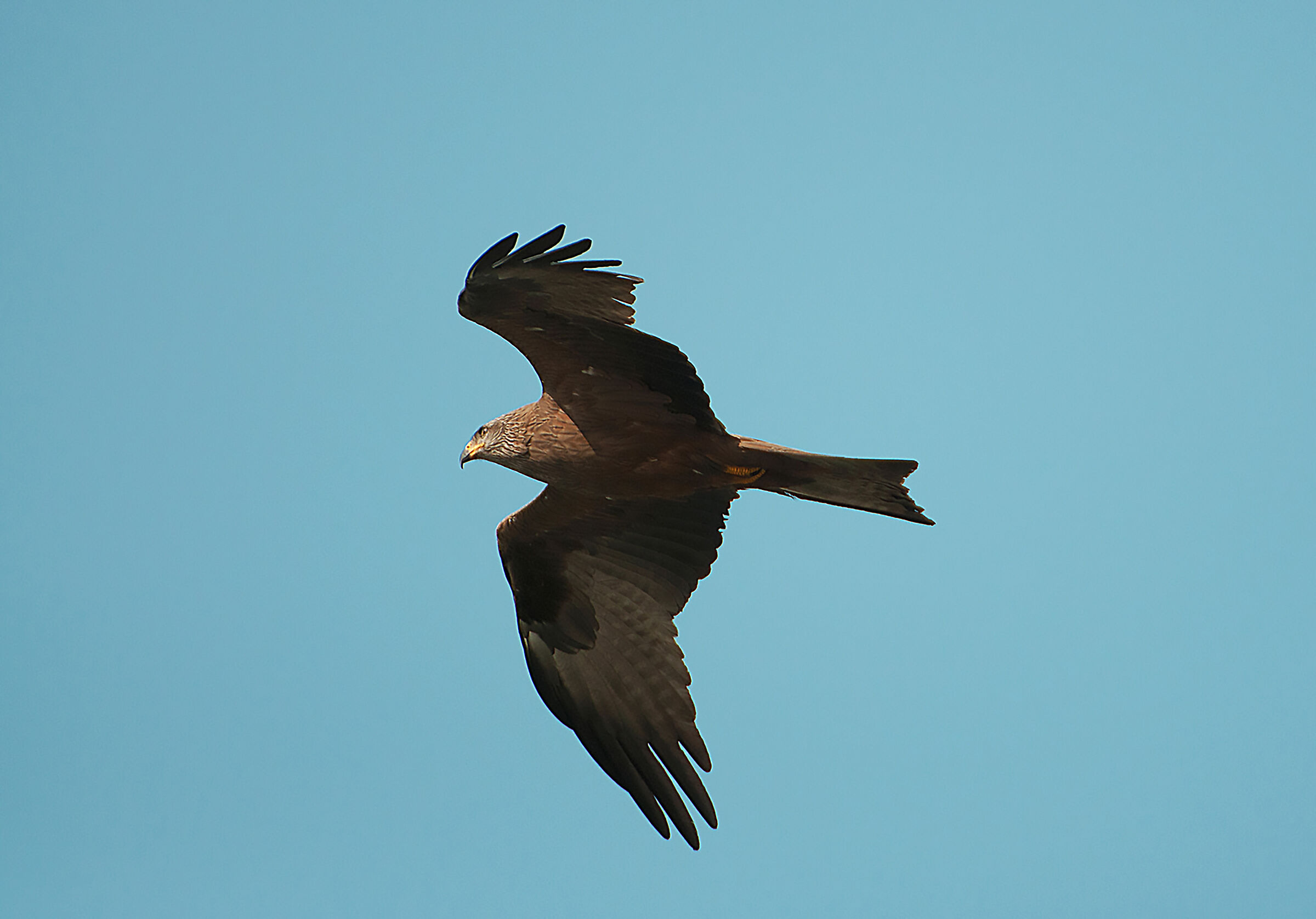 Black kite