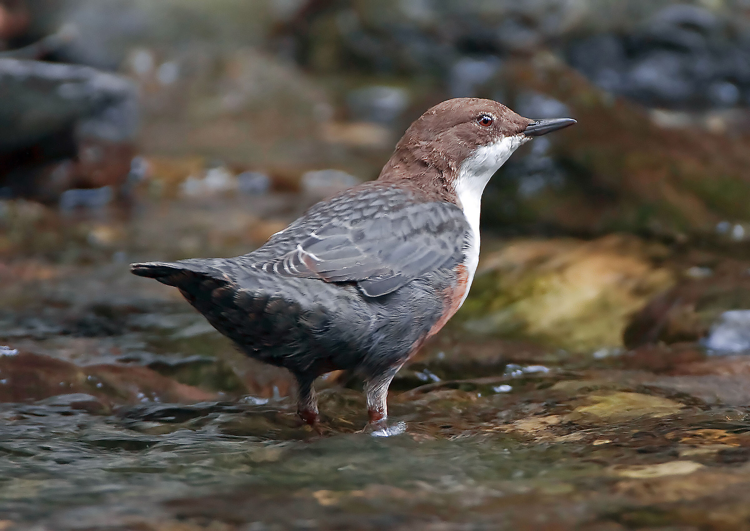 White-throated dipper