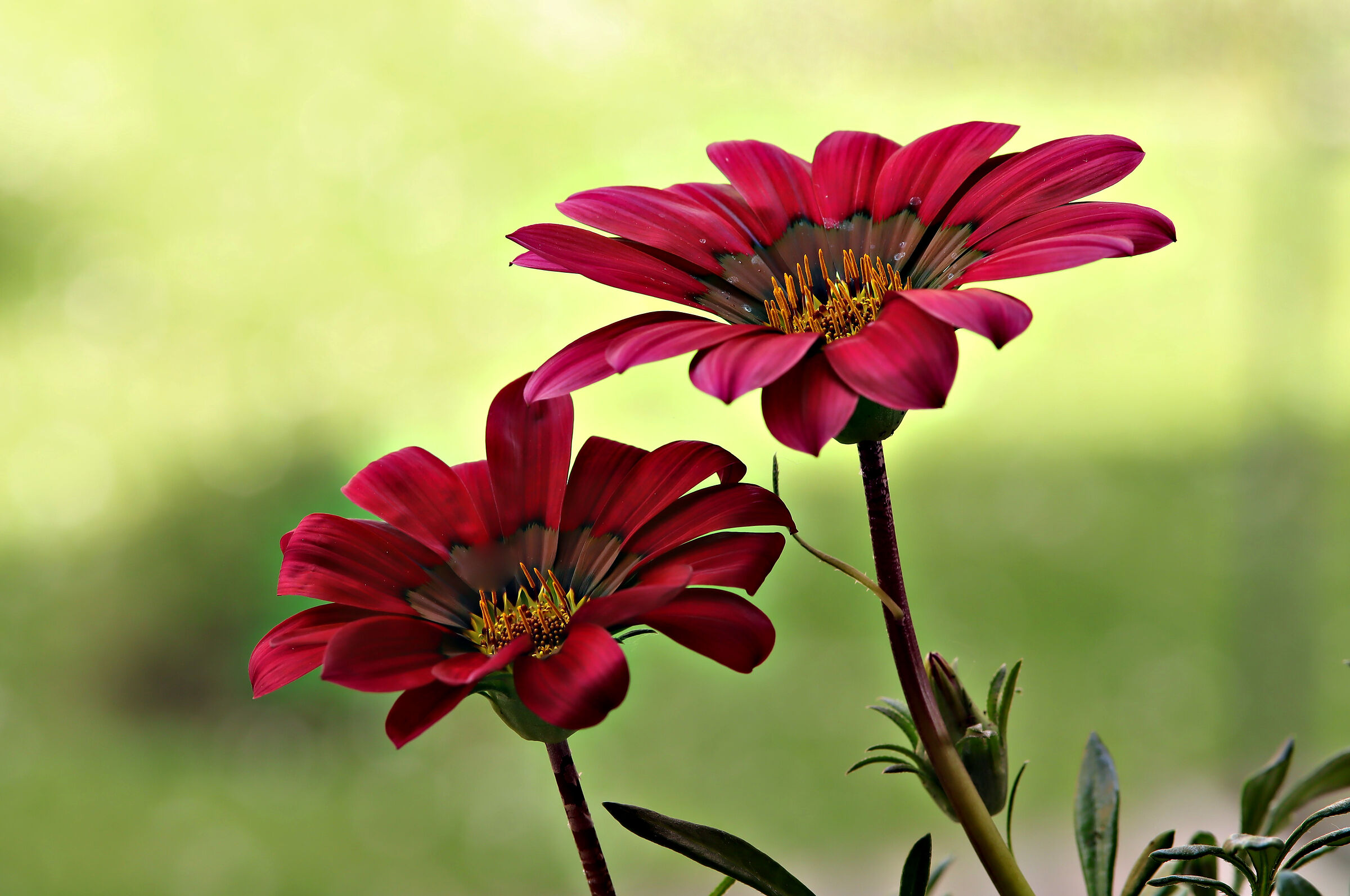 Gazania