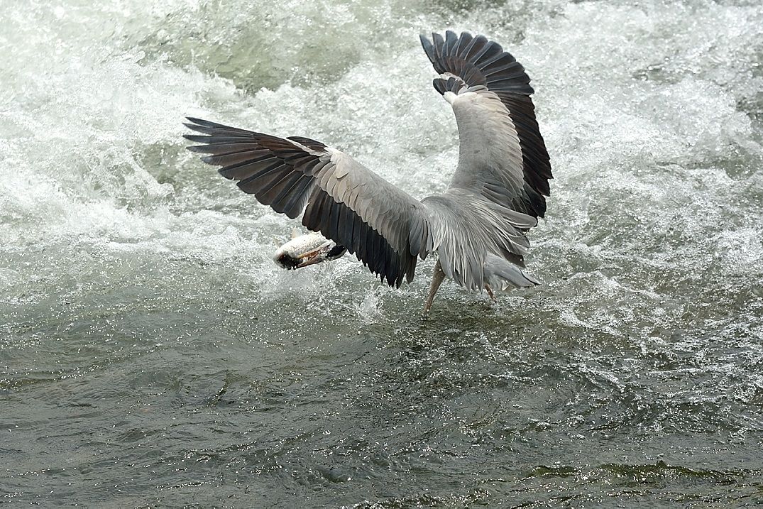 buona pesca..............ho forse buona caccia.