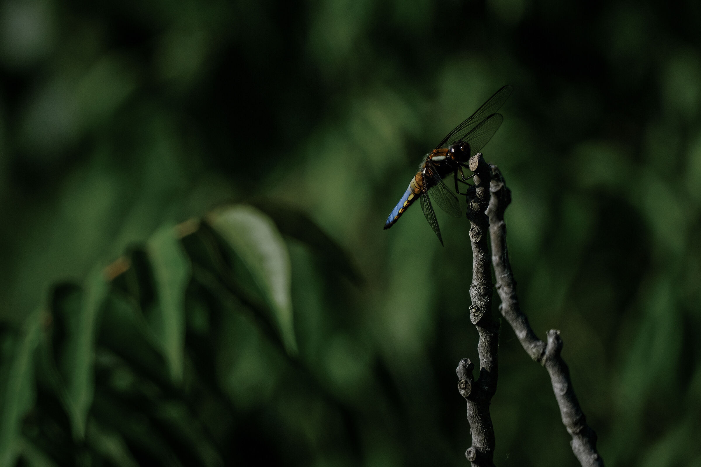 Dragonfly