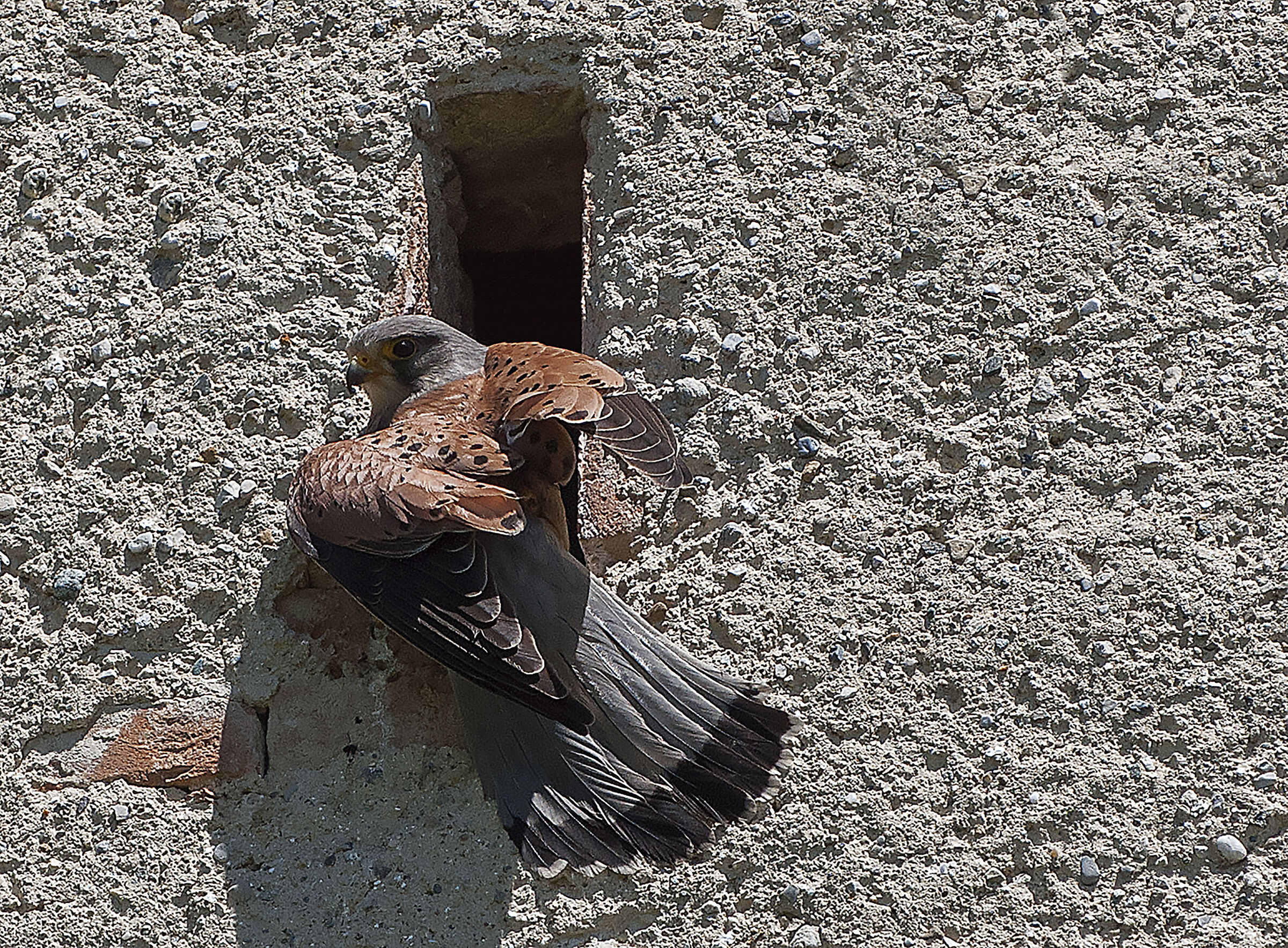 Kestrel at the nest