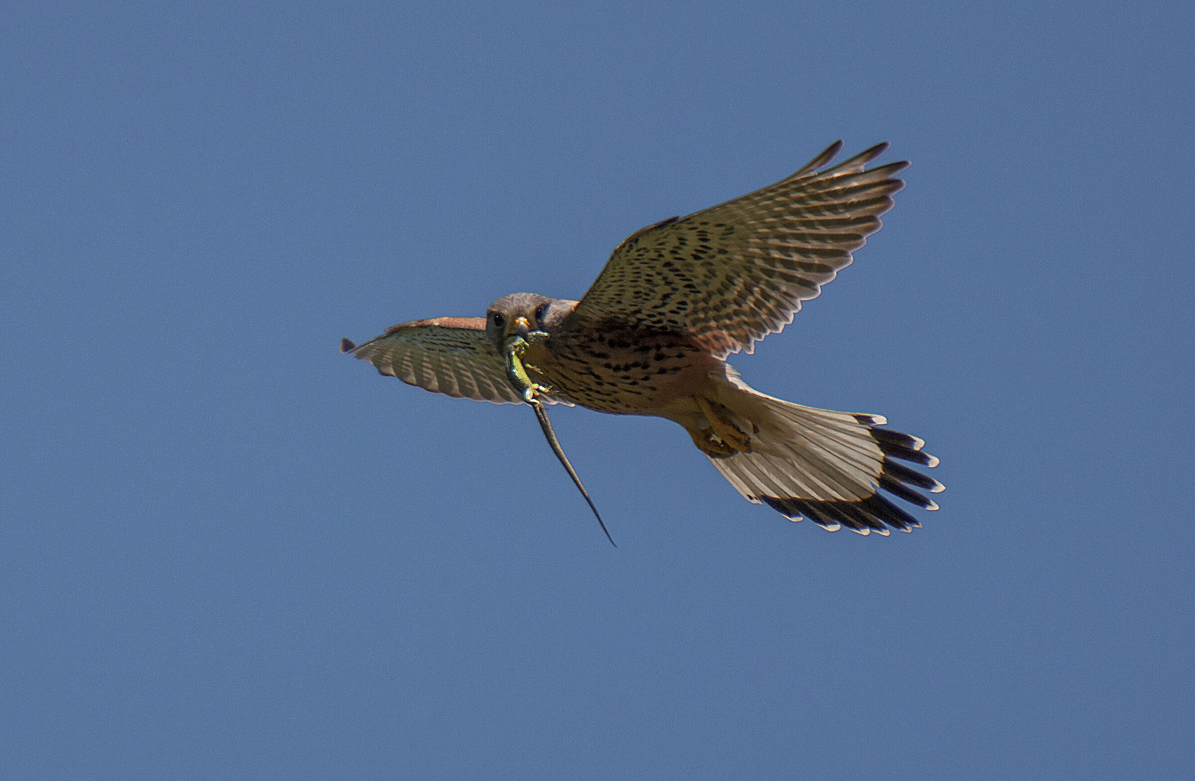 Kestrel with prey