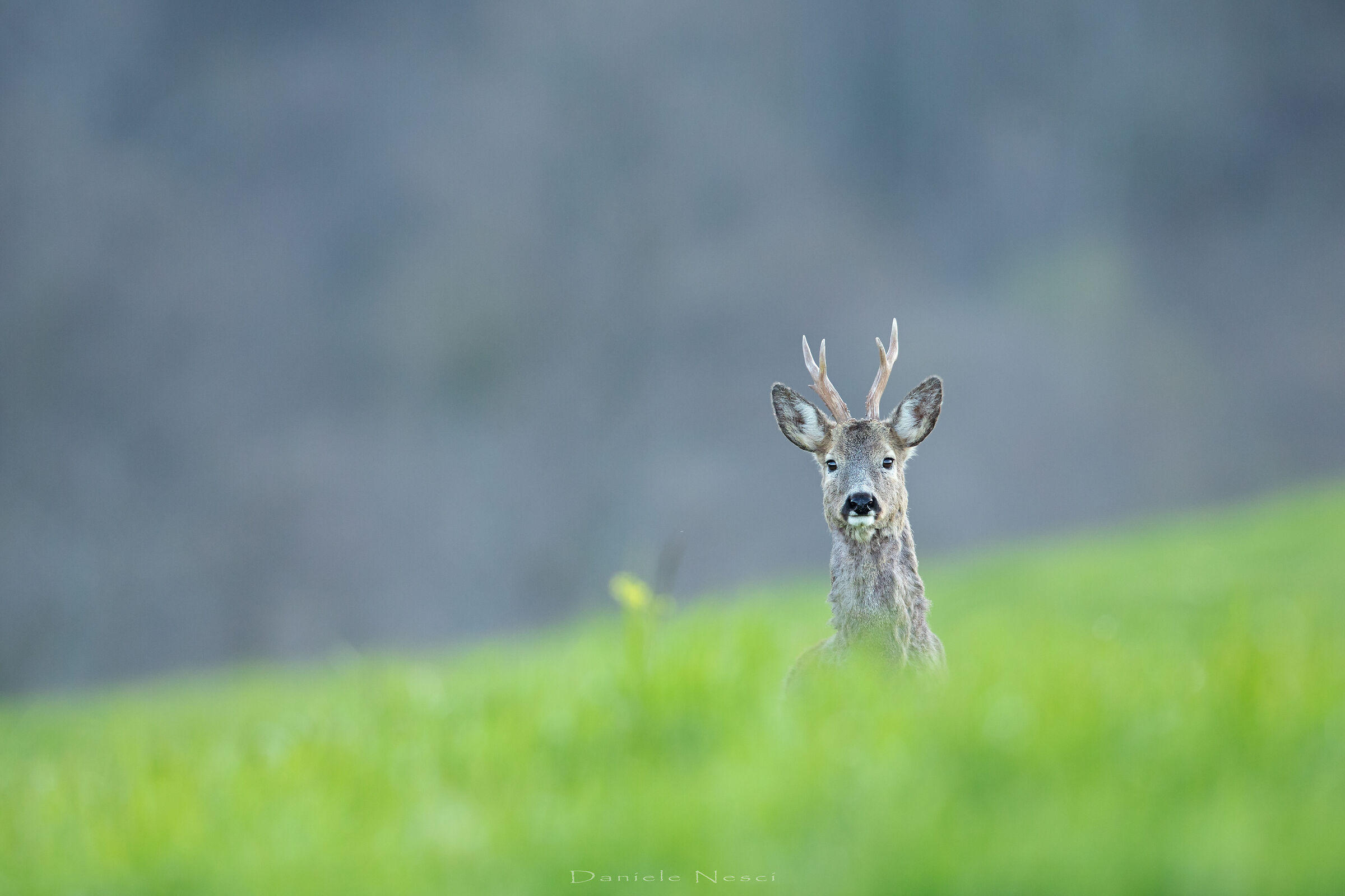 in its territory