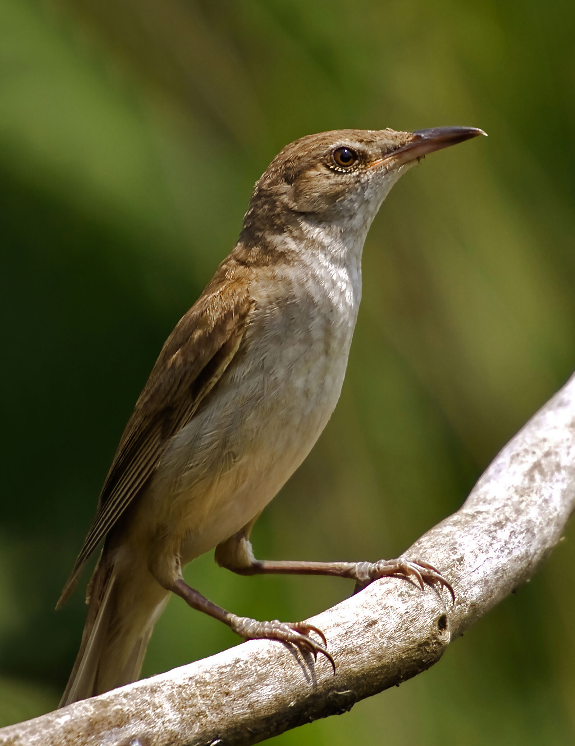 Great reed warbler