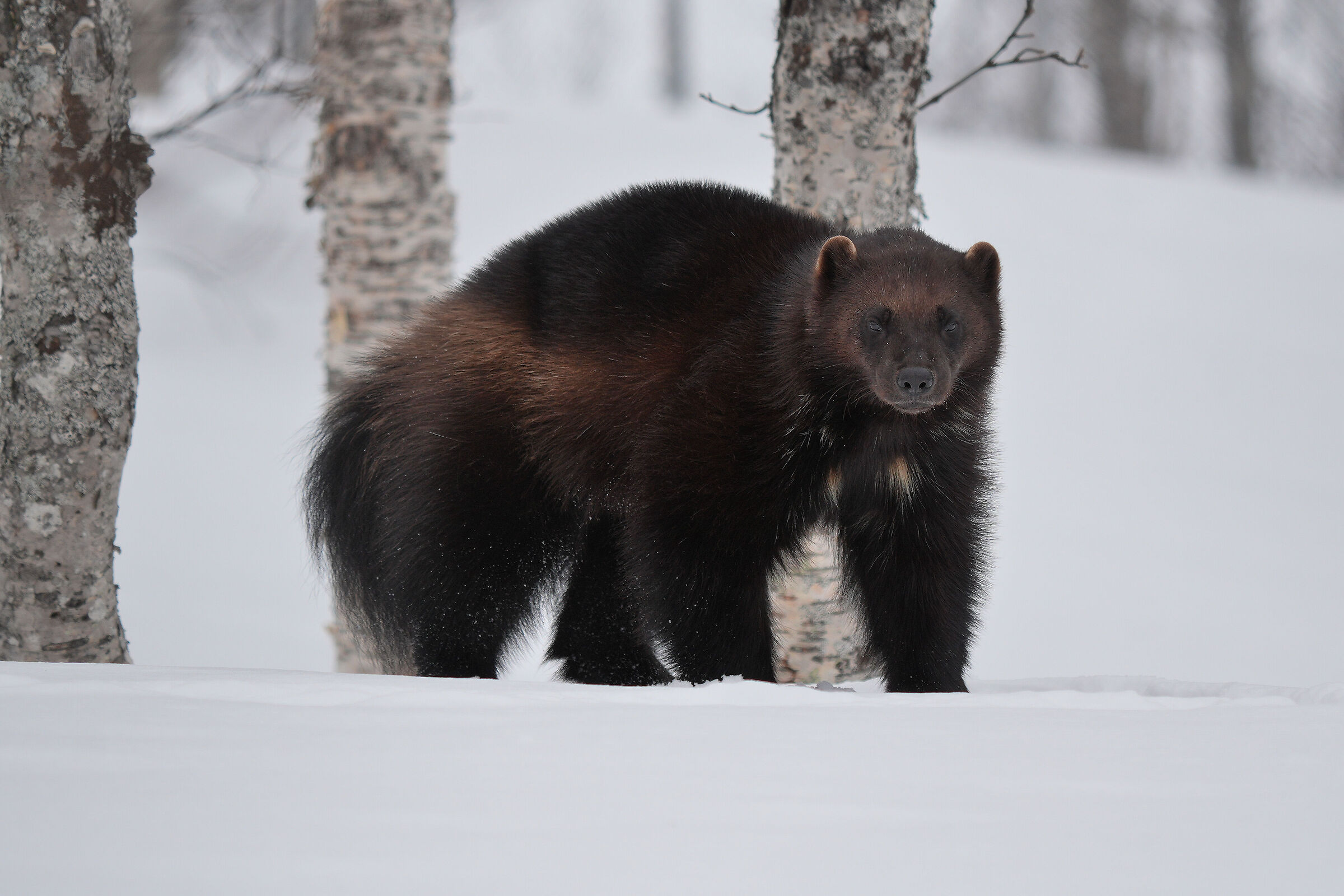 Wolverine (Polar Park)