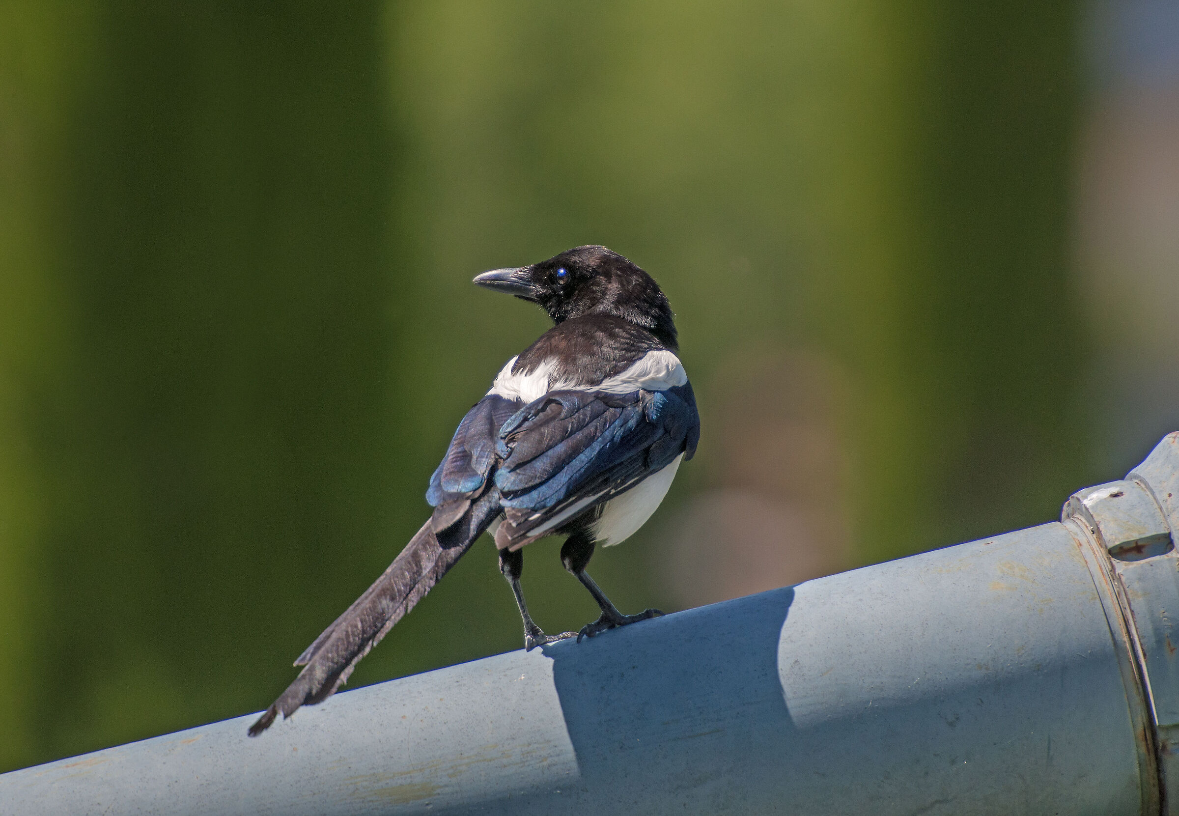 Magpie
