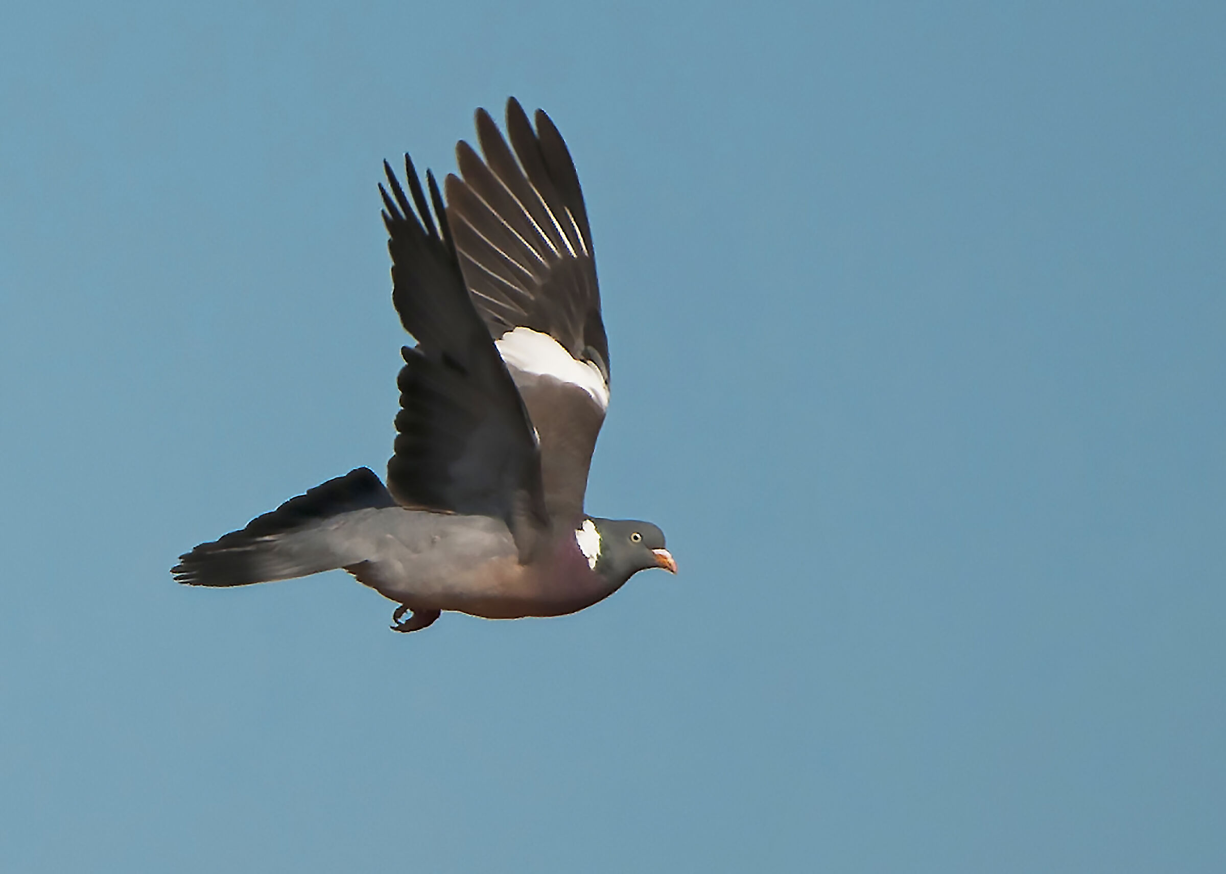 Wood pigeon