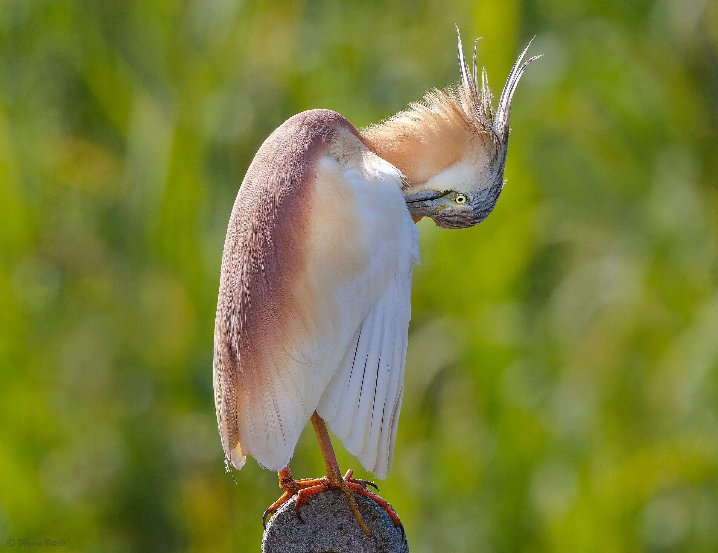 Squacco Heron (Ardeola ralloides)