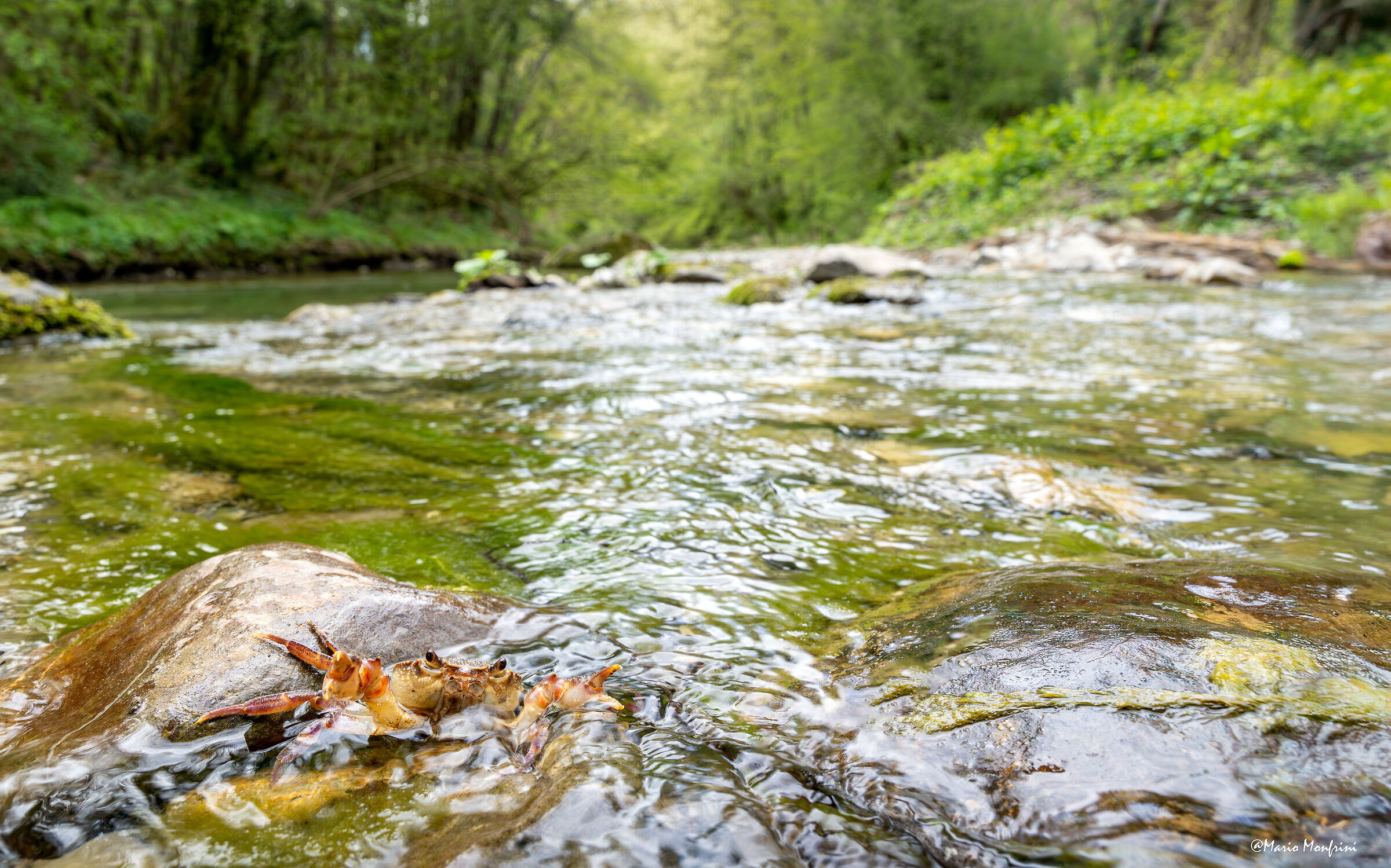 Il guardiano del torrente