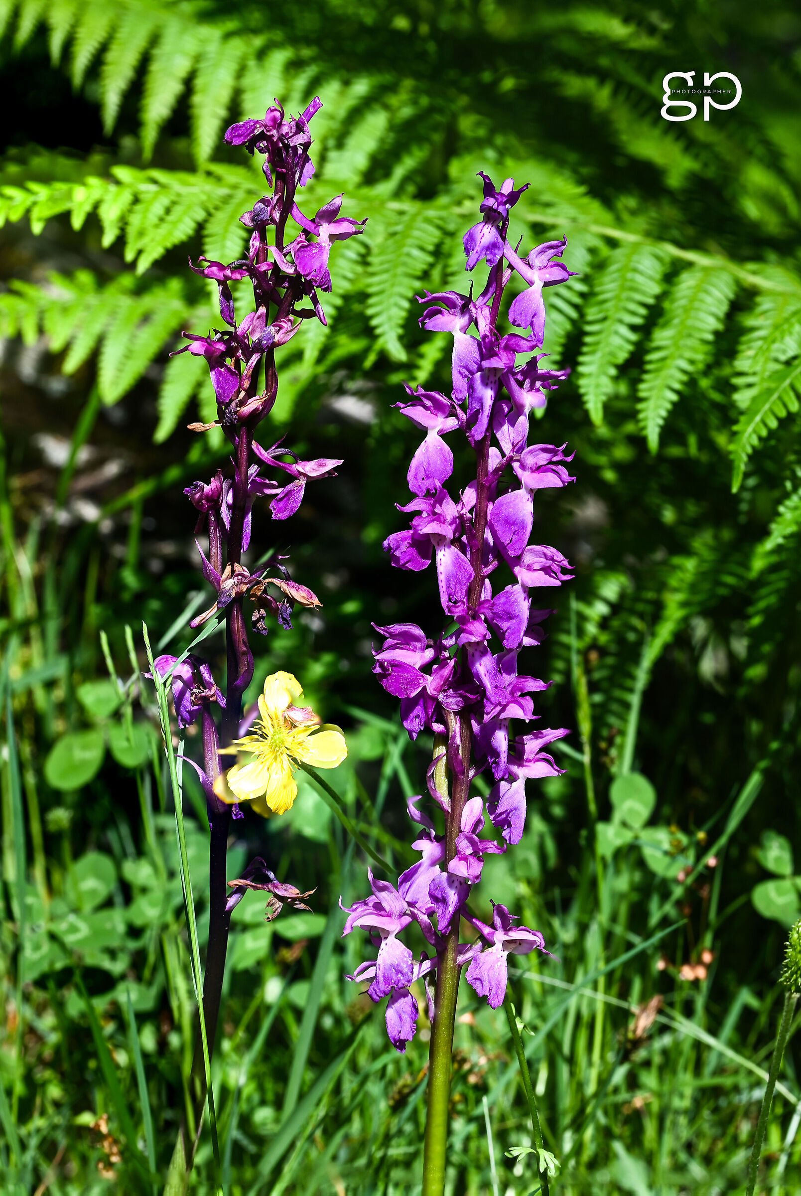 Anacamptys laxiflora