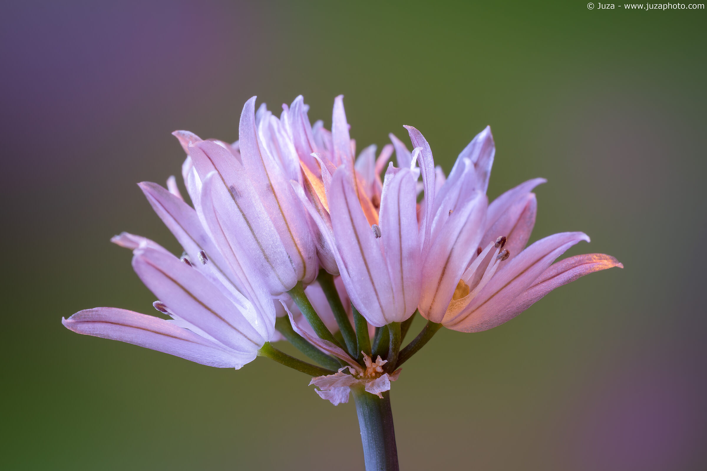 Fiori di erba cipollina (Allium schoenoprasum)