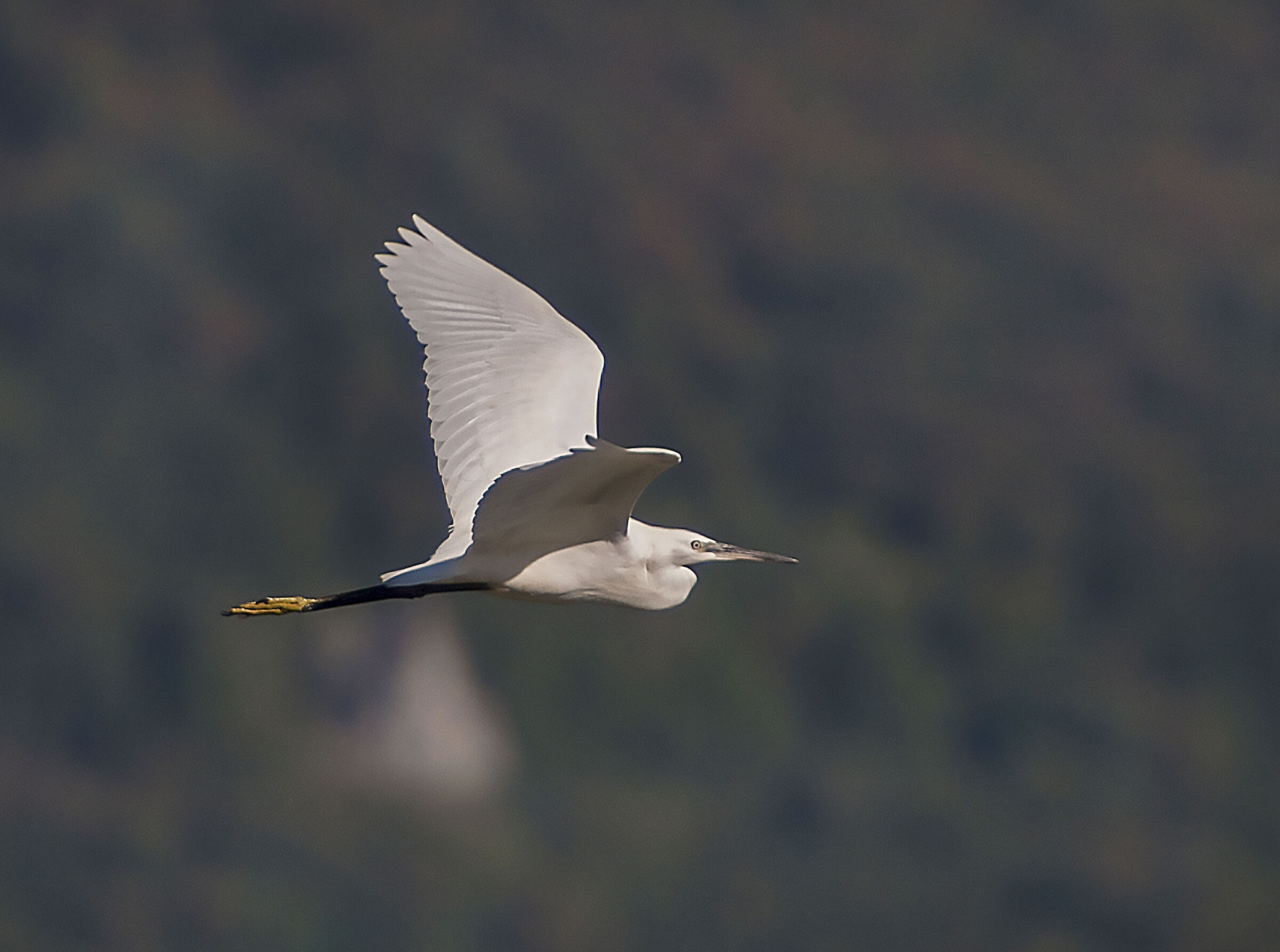 Egretta Garzetta