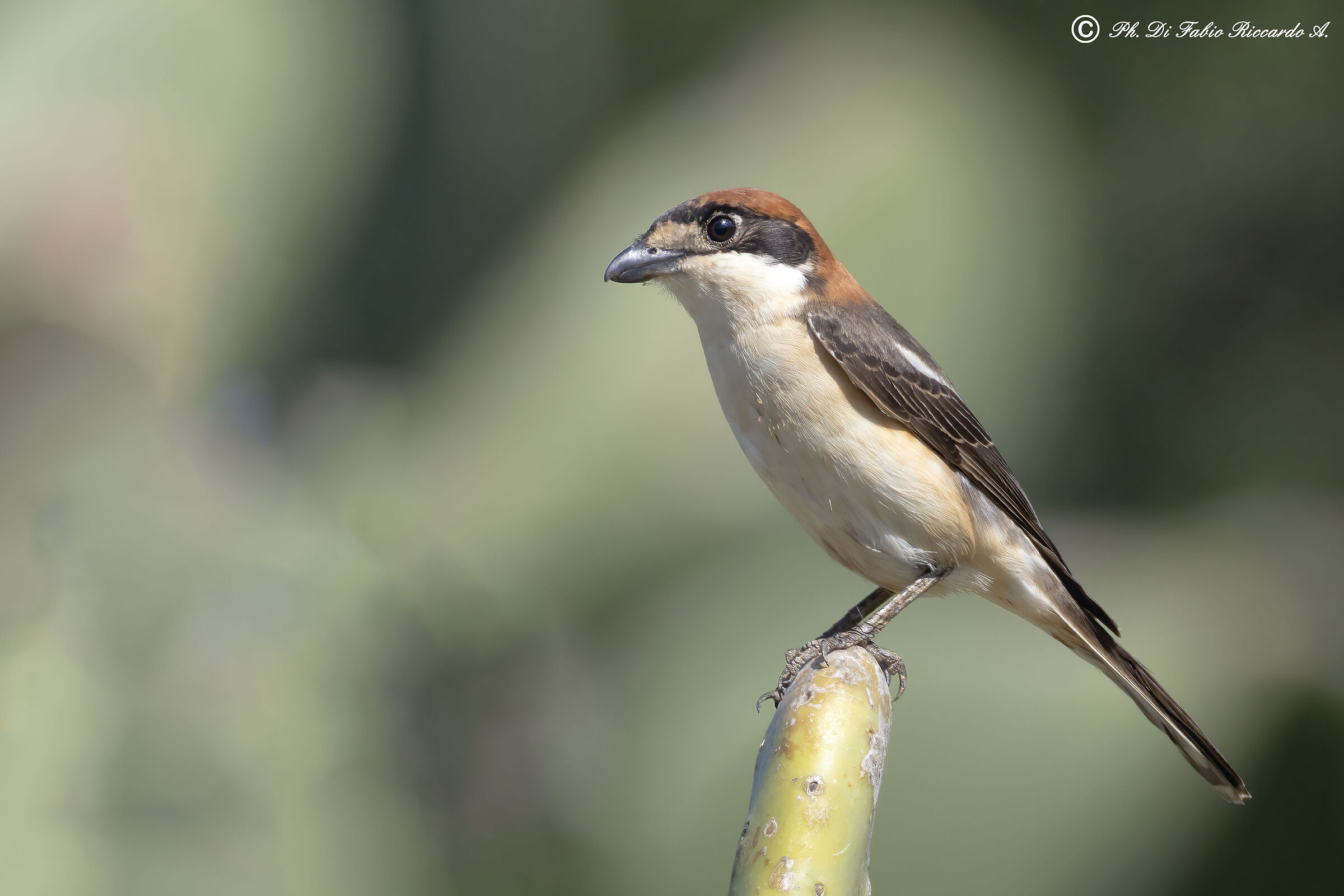 Woodchat shrike