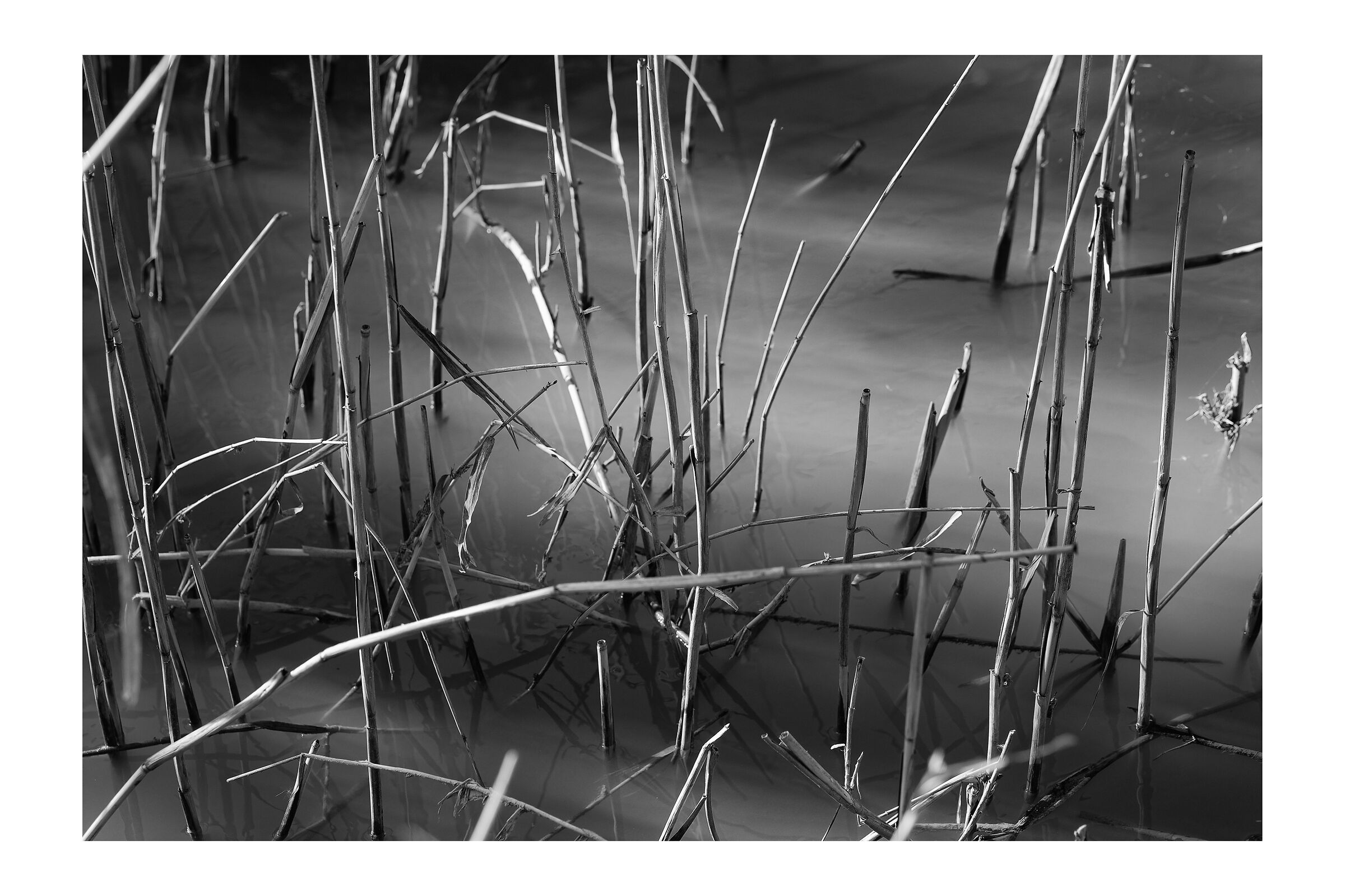 b/n bastoncini in acqua
