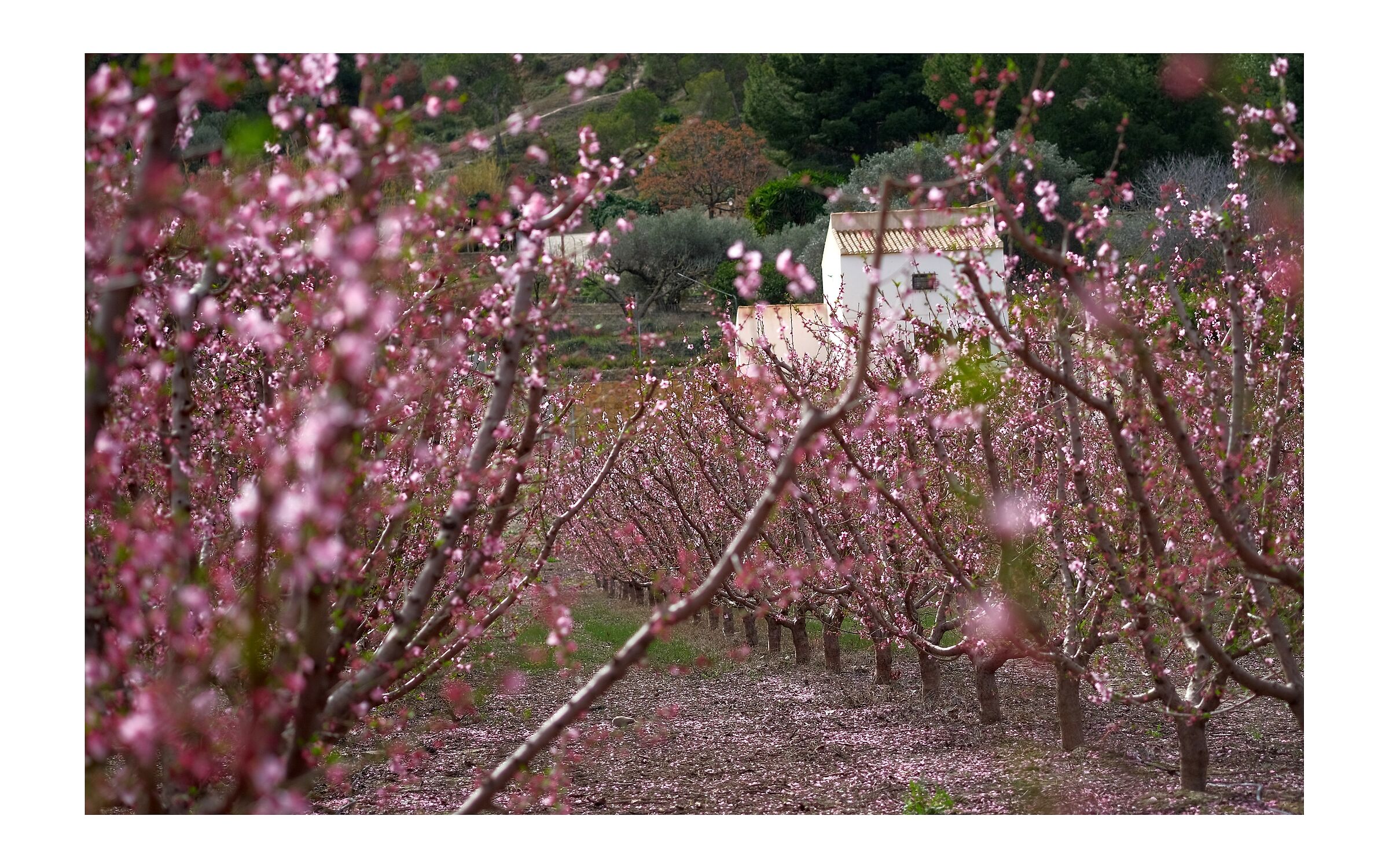 Primavera