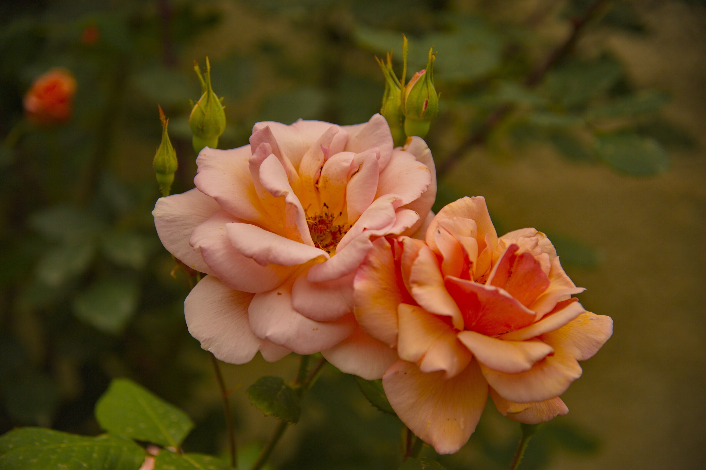 flowers