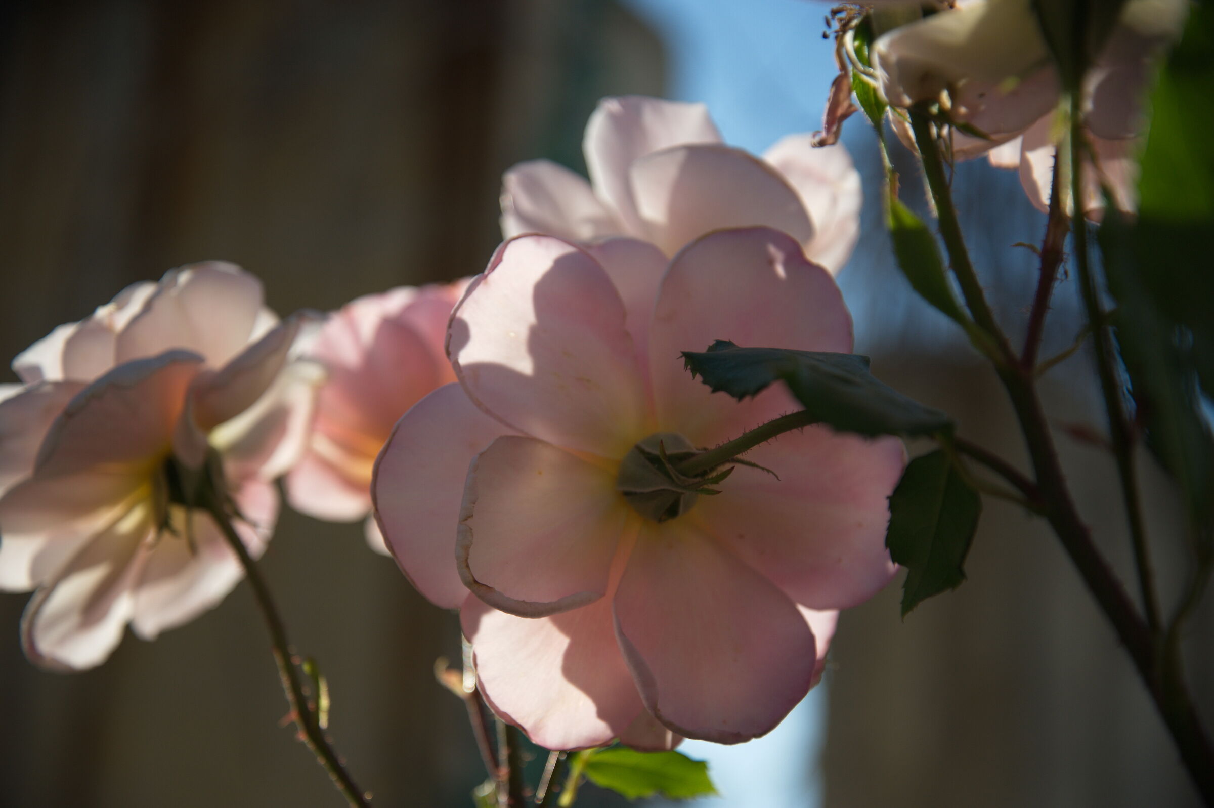 flowers