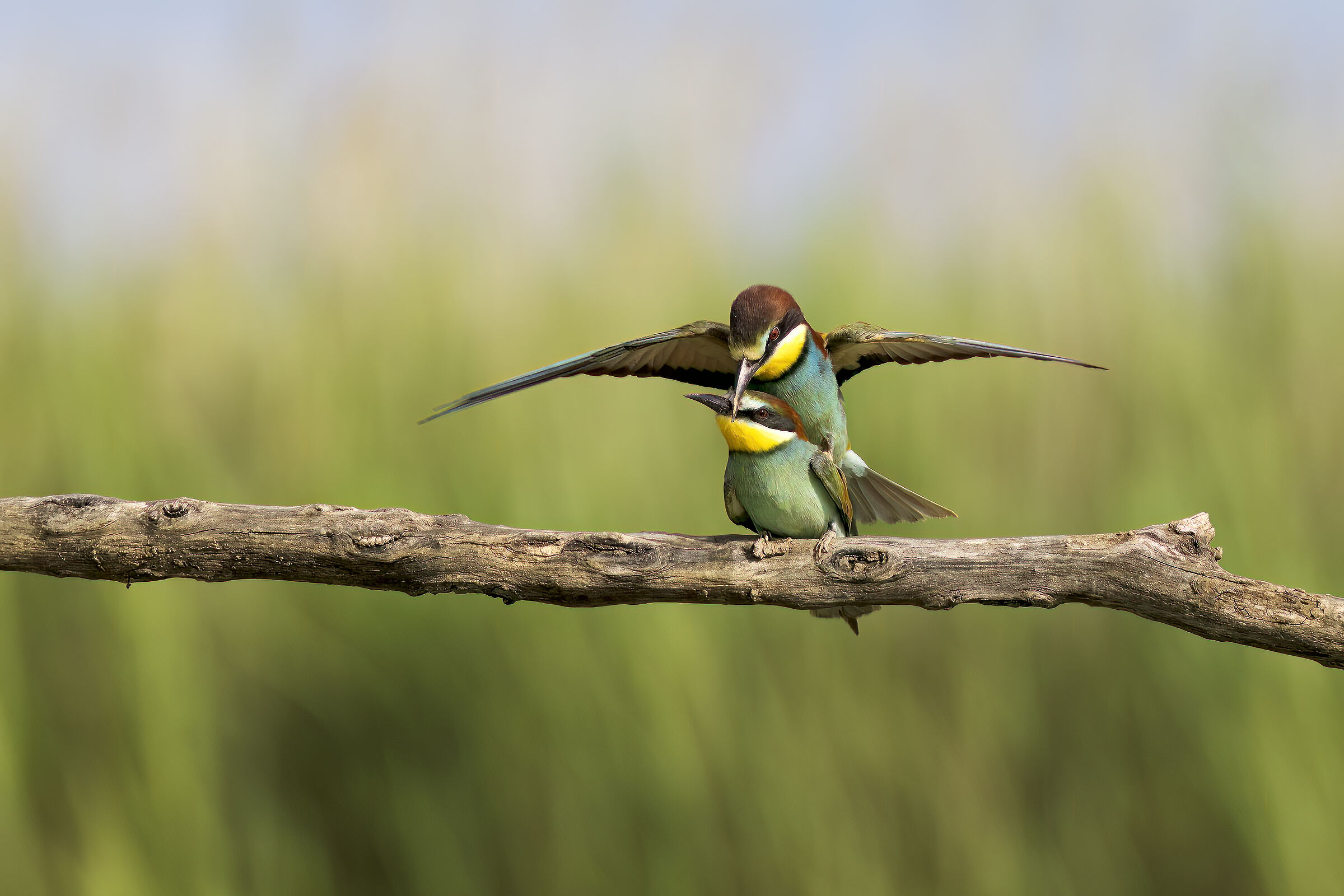 Bee-eaters "in love"