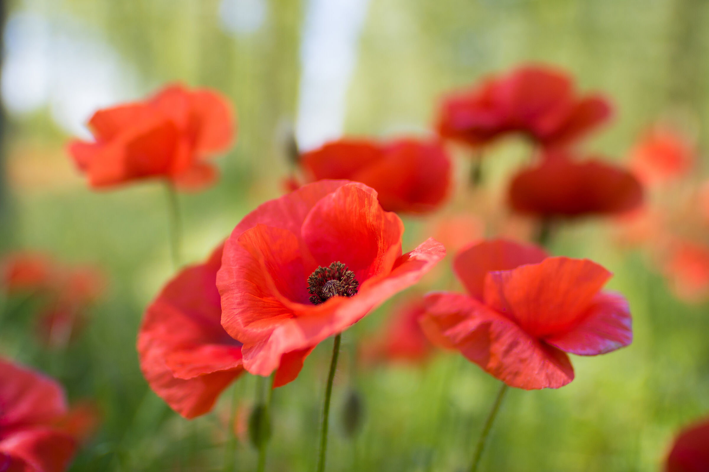 Soft poppies