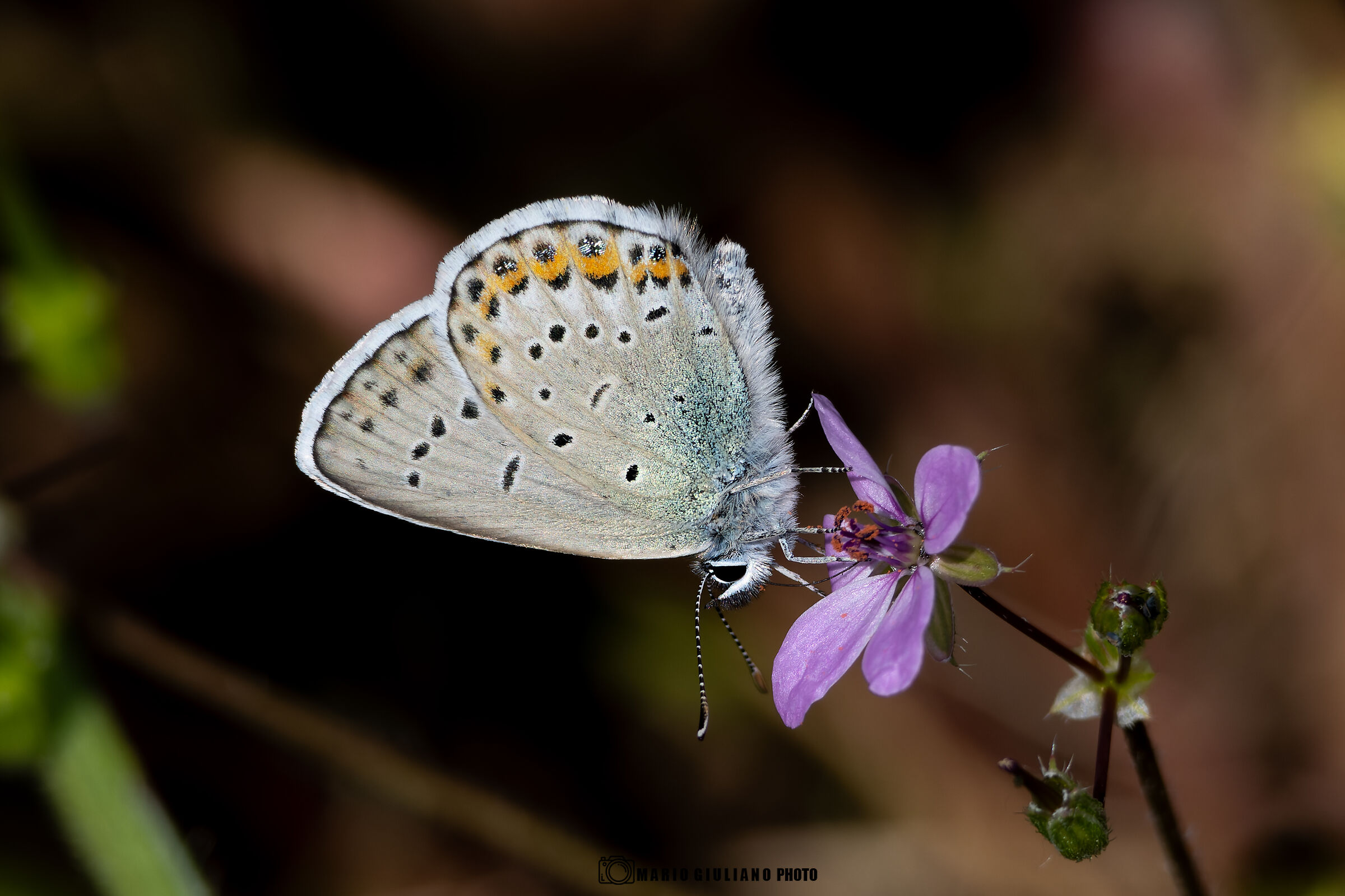 Plebejus idas