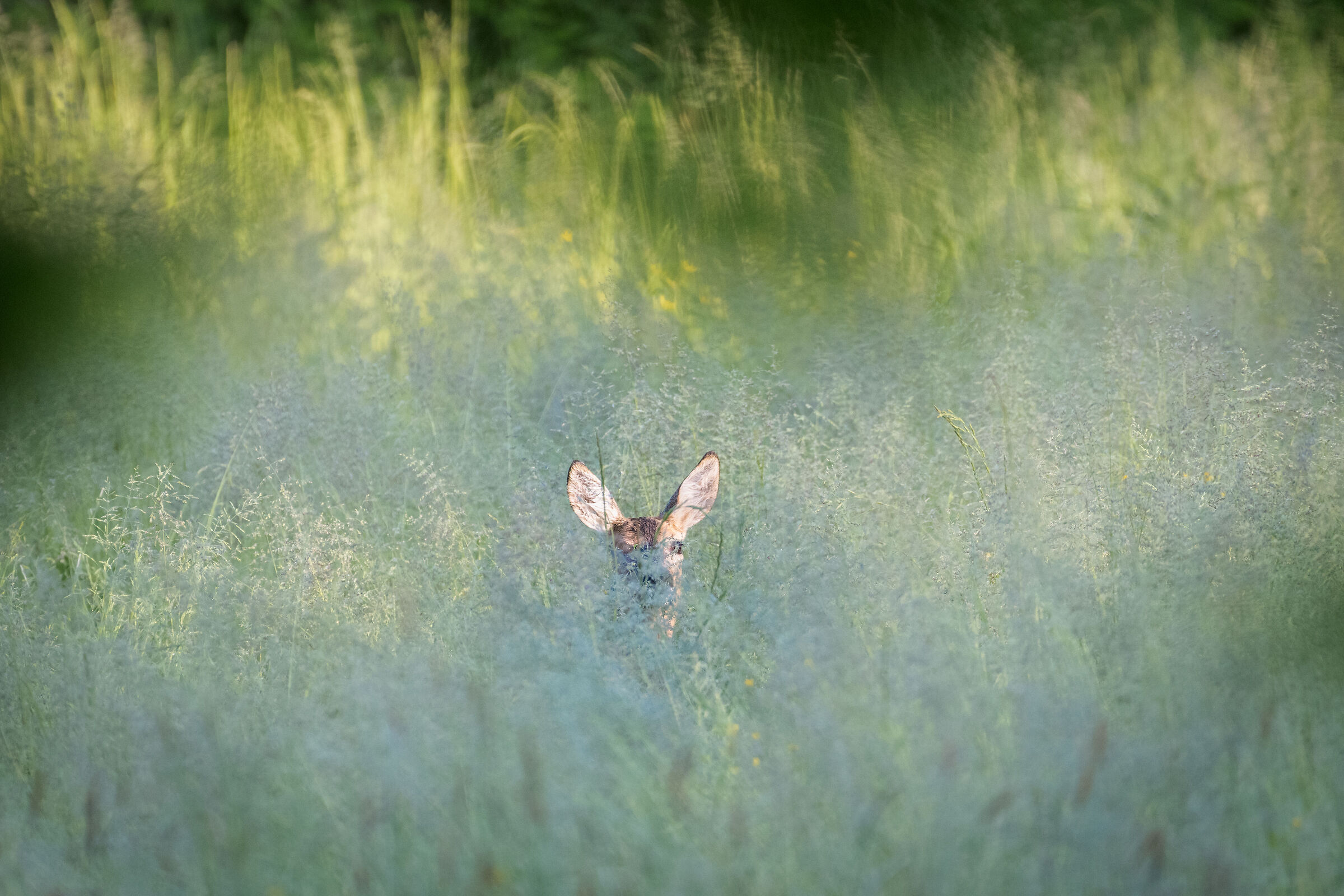 Lawn and transparencies ... (near Lake Avigliana)
