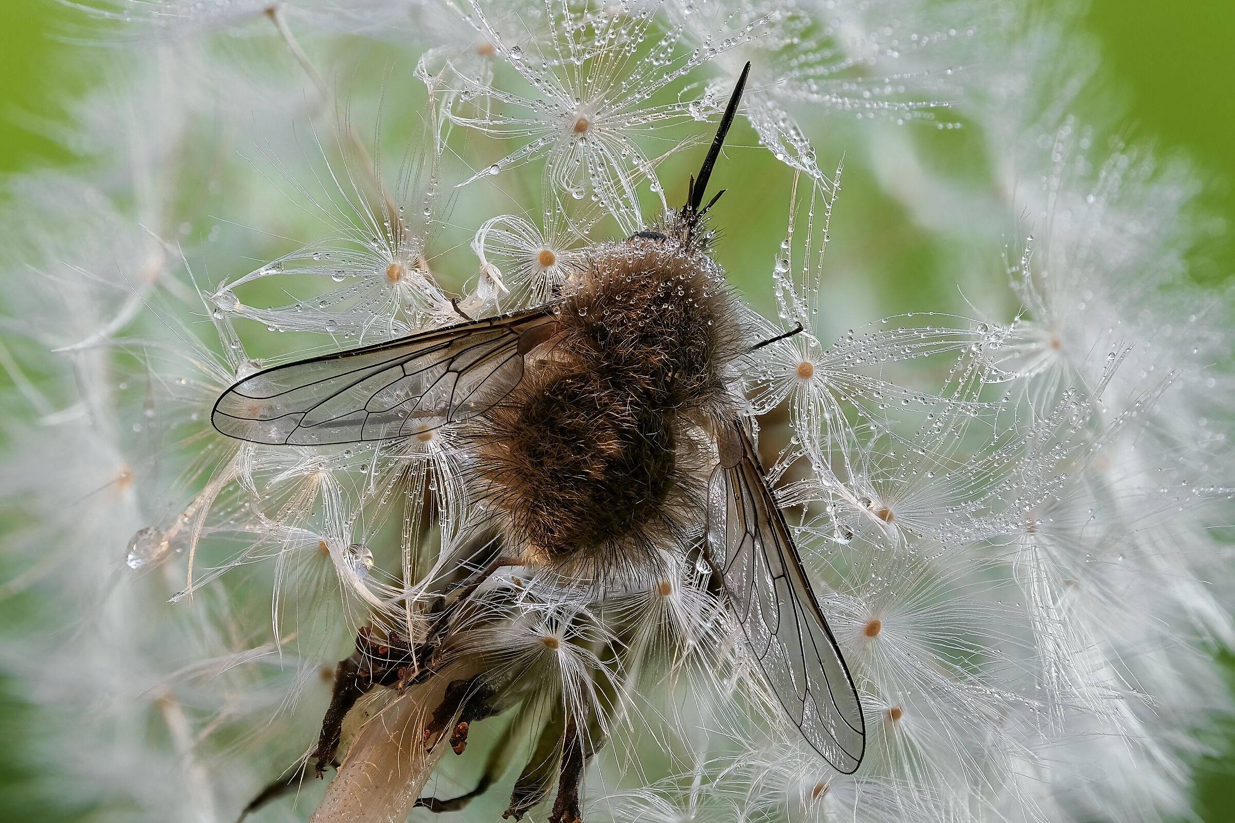 Bombylius minor
