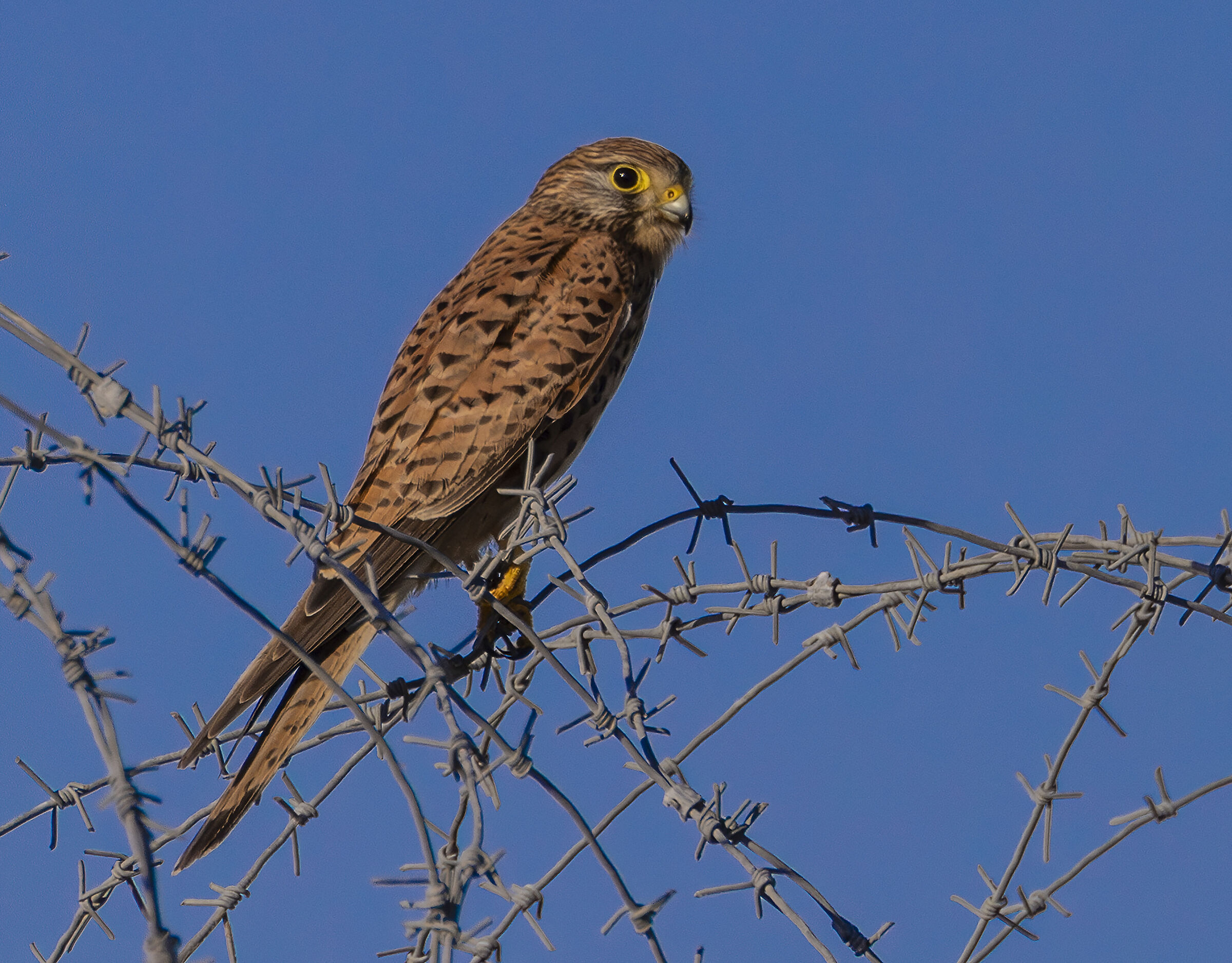 a kestrel on the wire